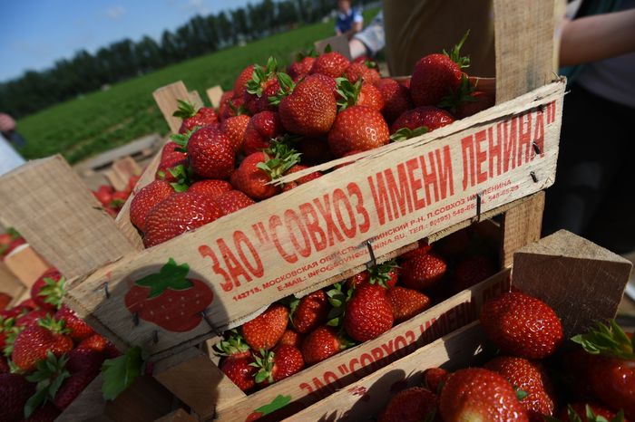 Сбор клубники в совхозе имени Ленина