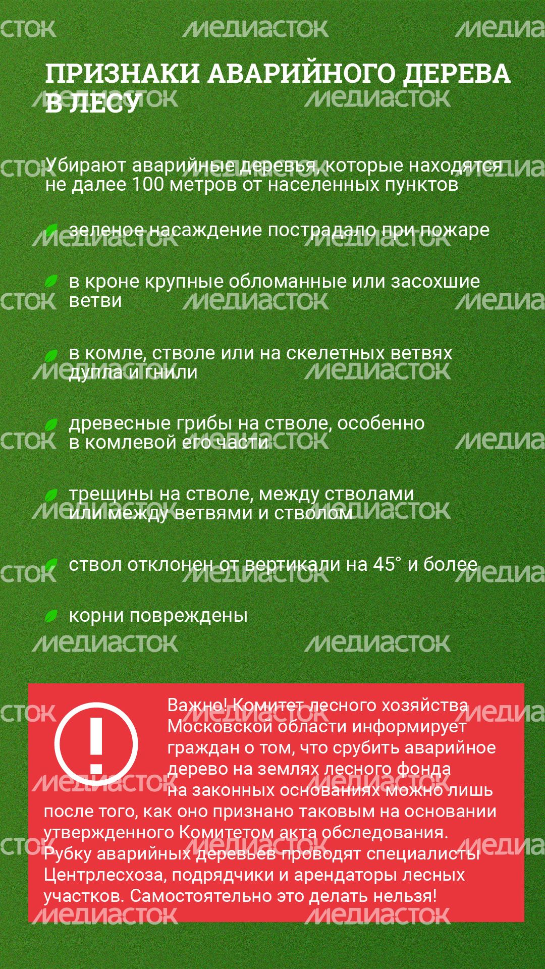 Вертикаль_ аварийные деревья_02-80.jpg