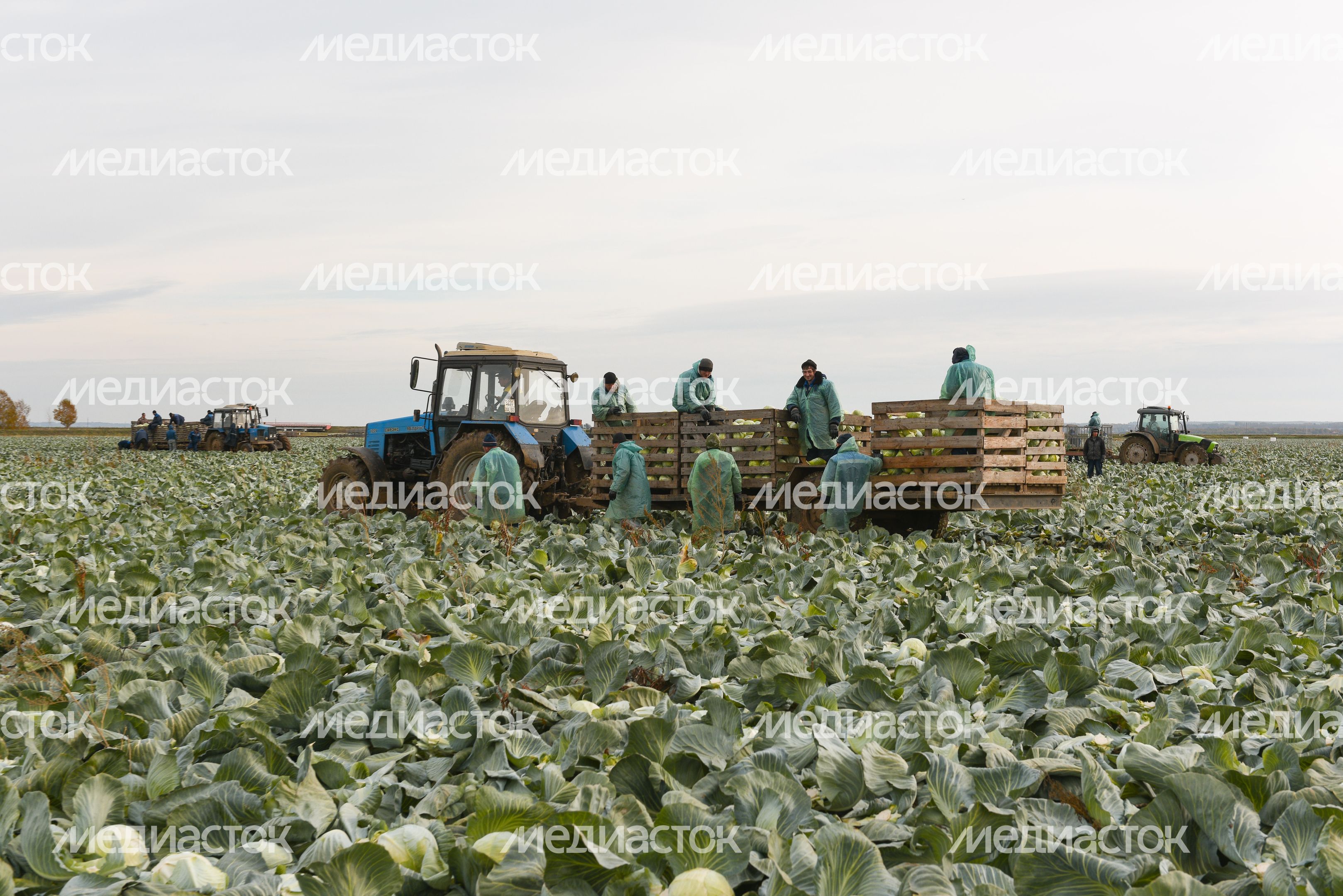 Сбор урожая капусты в Подмосковье