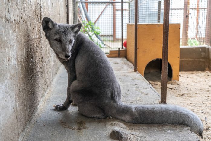 Оленья ферма ZooОleni в Рузском округе летом