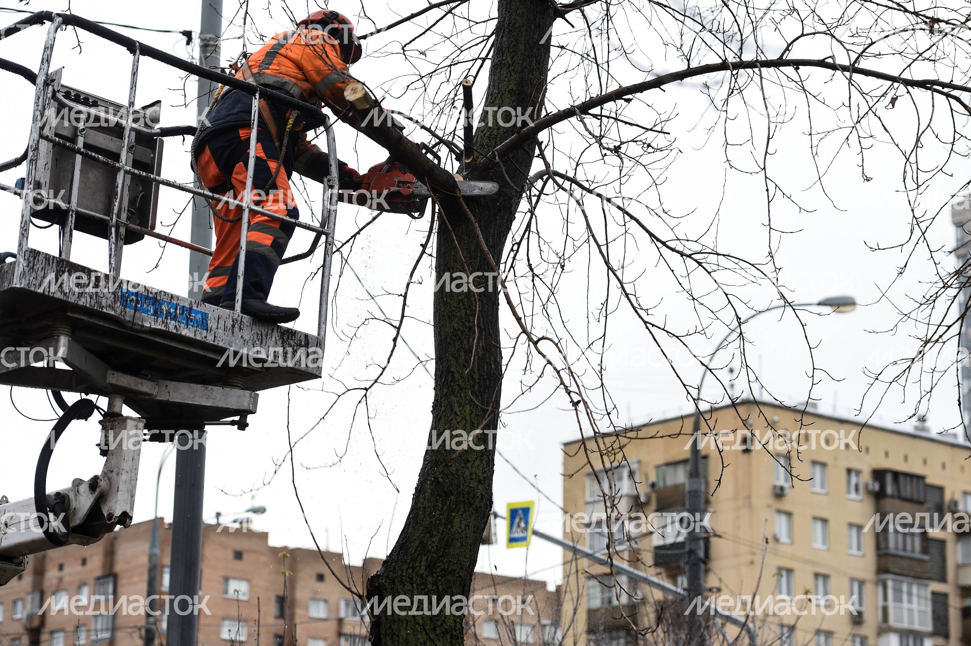 Обрезка тополей в Москве Обрезка тополей в Москве