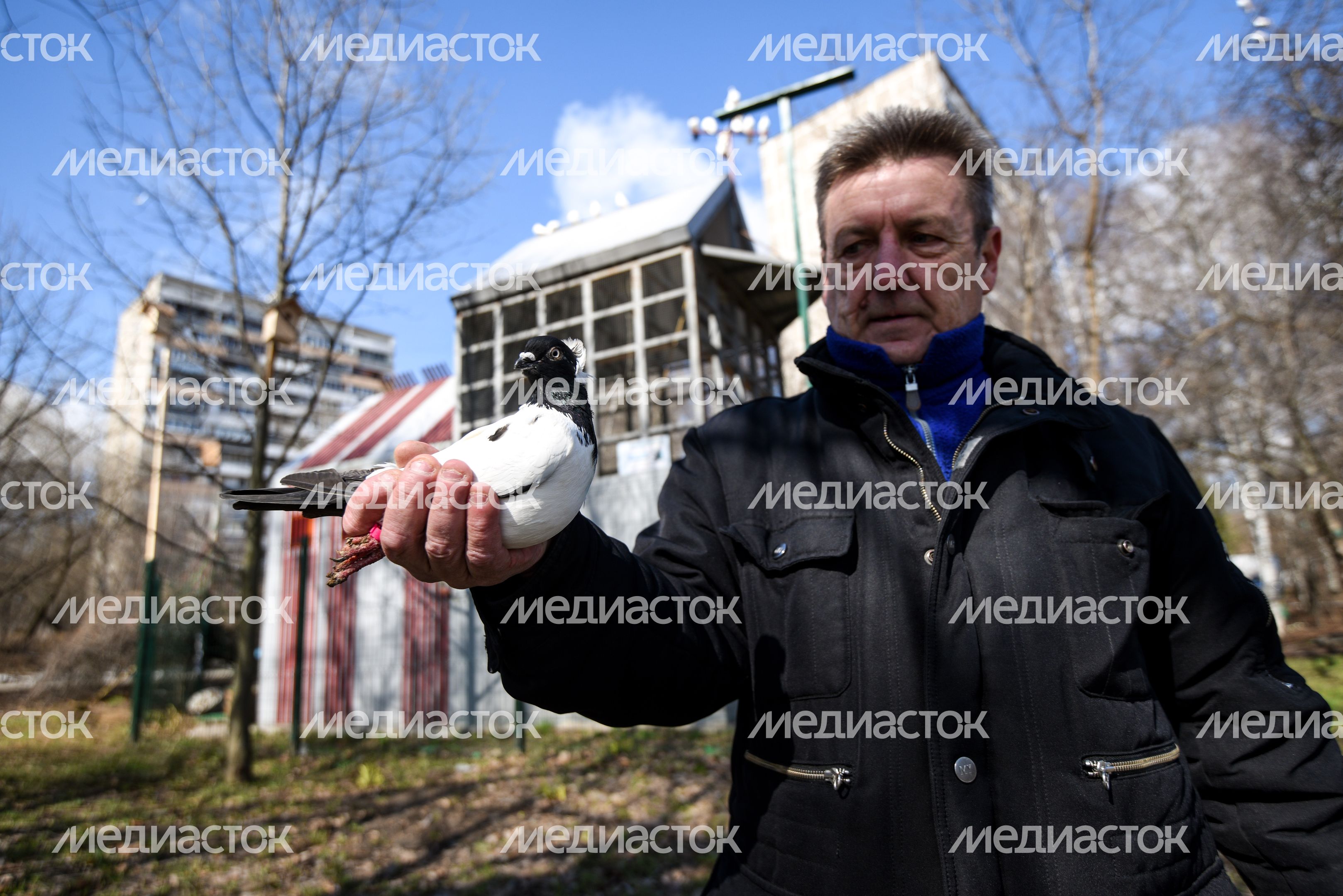 Голубятня в Москве
