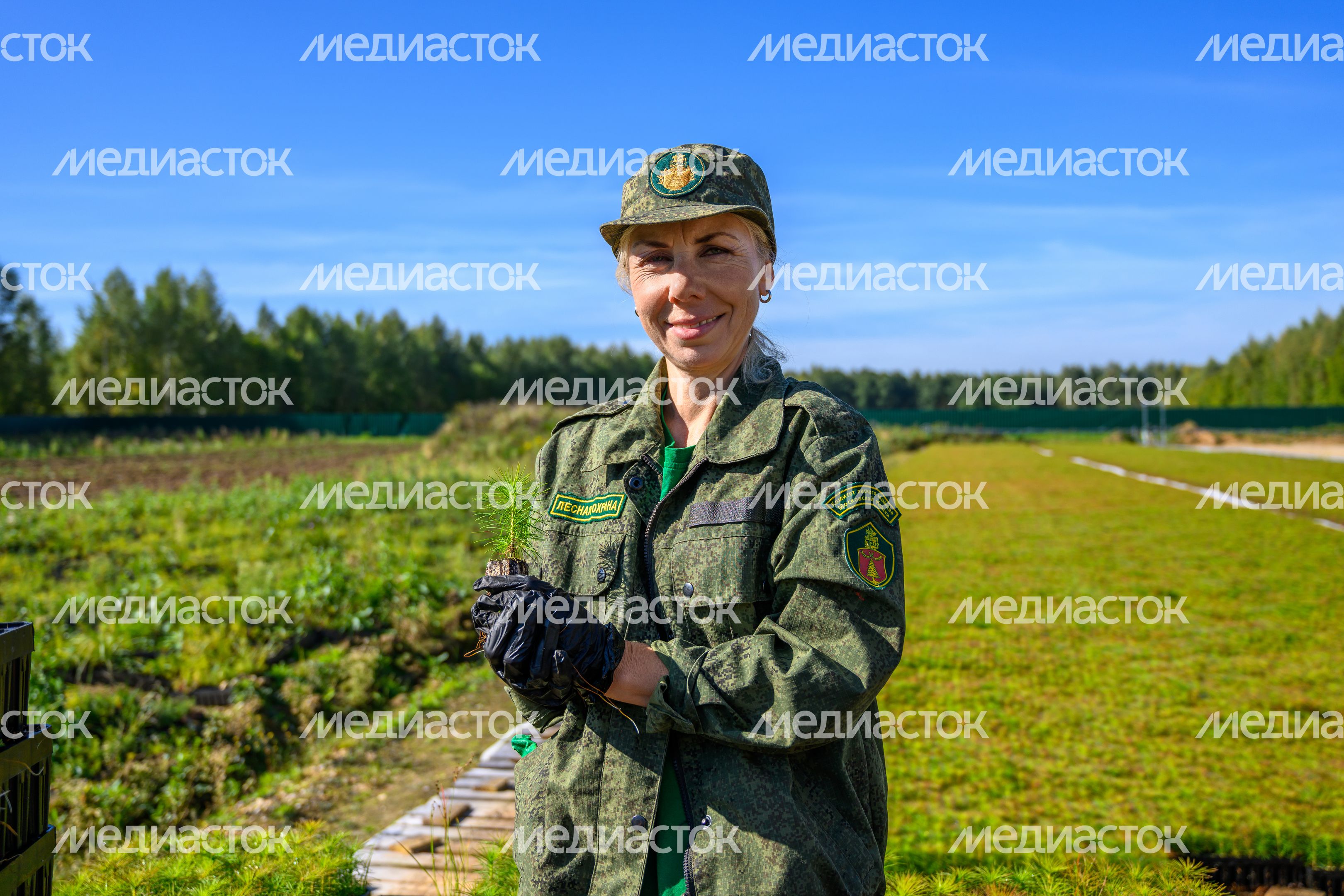 Сеянцы сосны выращивают в Дмитровском базисном питомнике Сеянцы сосны выращивают в Дмитровском базисном питомнике