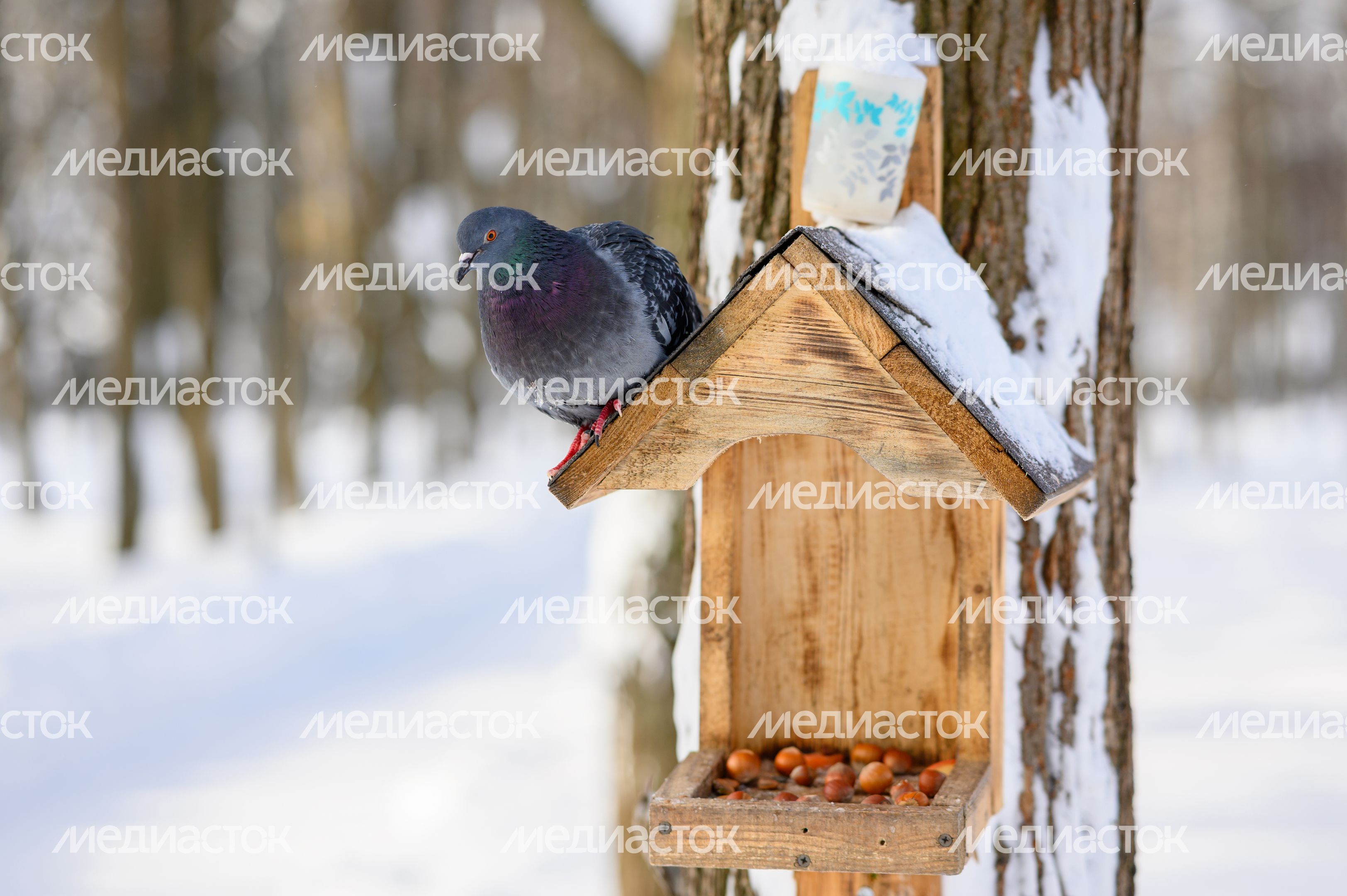 Наташинский парк зимой в Люберцах Наташинский парк зимой в Люберцах