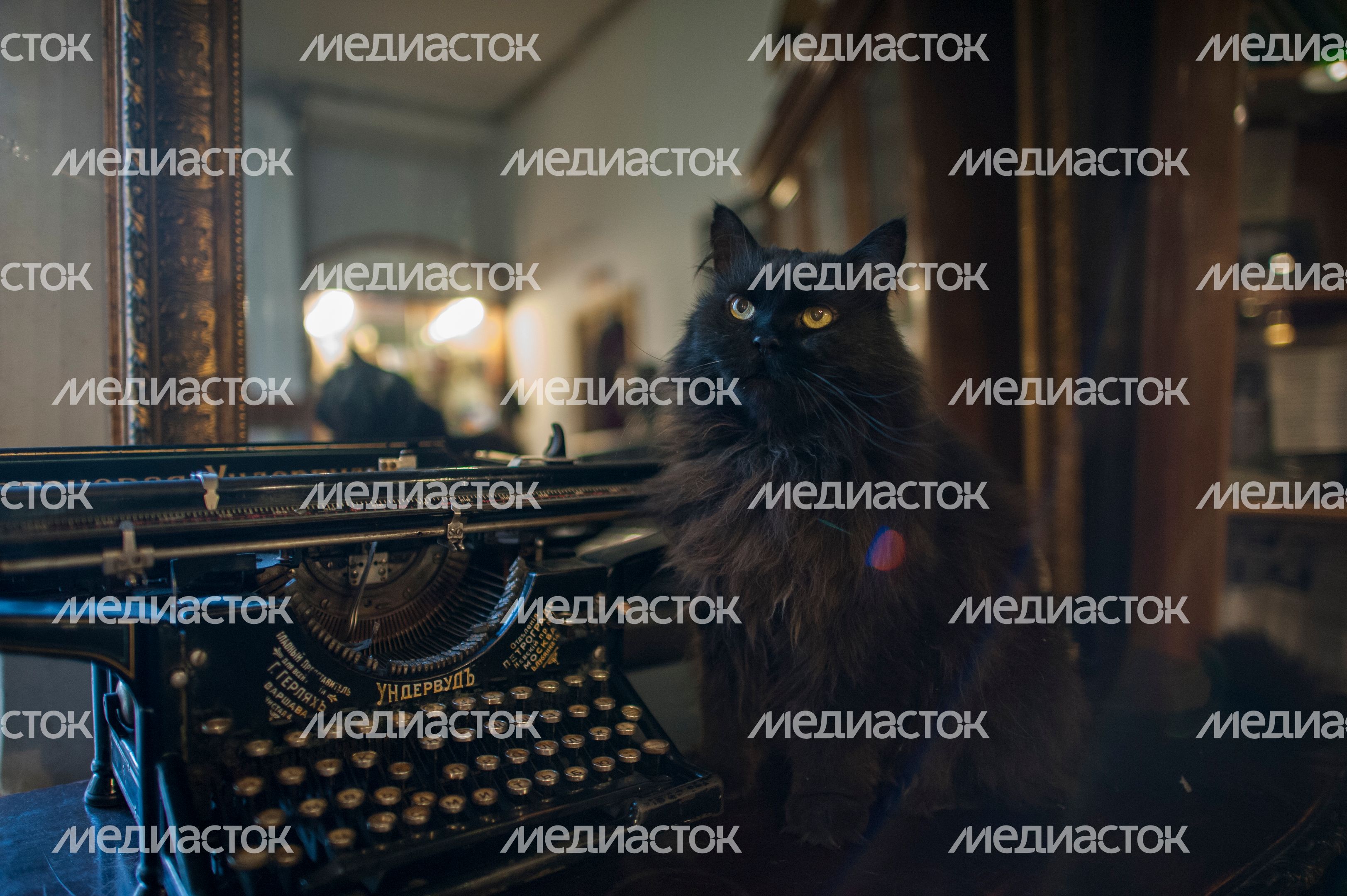 Кот Бегемот в музее «Дом Булгакова»
