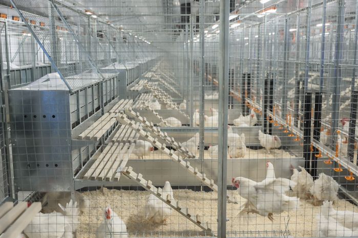 Открытие селекционно-племенного комплекса в Сергиево-Посадском округе с участием Губернатора Подмосковья