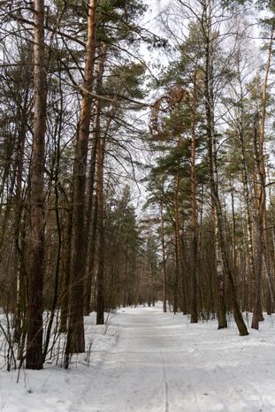 Кузьминский лесопарк