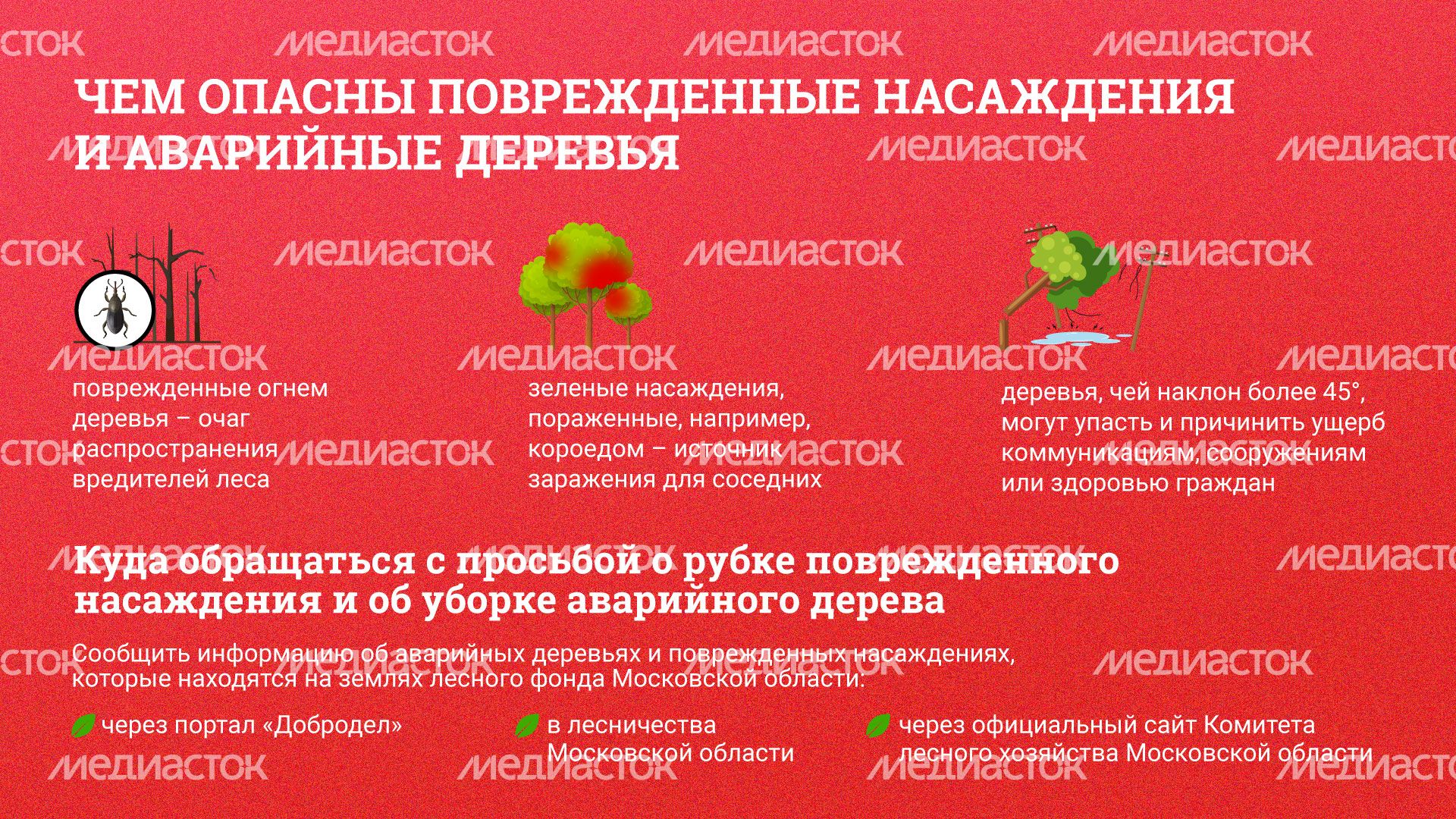 Горизонт_-аварийные-деревья_03.jpg