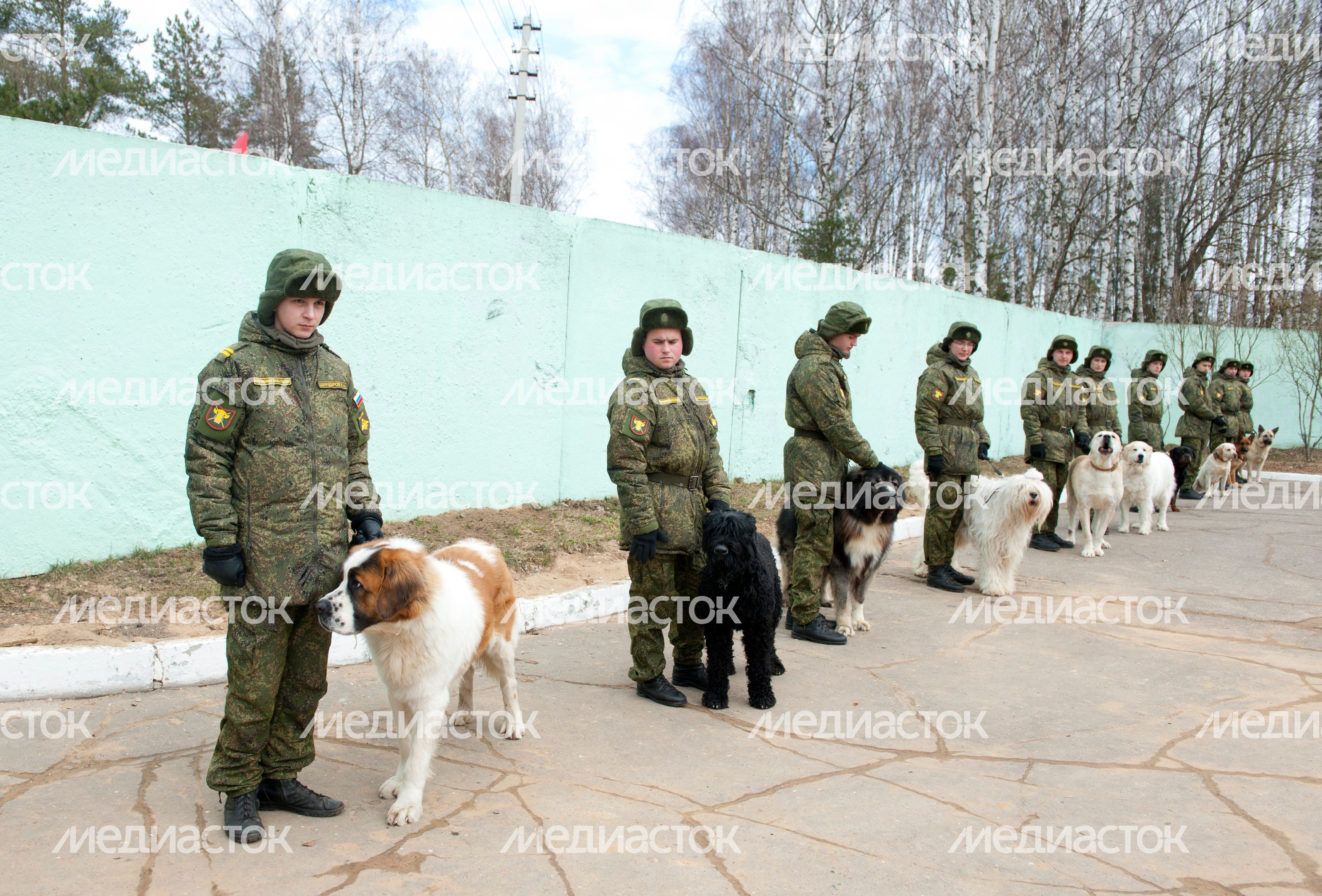 Племенной питомник «Красная Звезда» в Дмитровском районе
