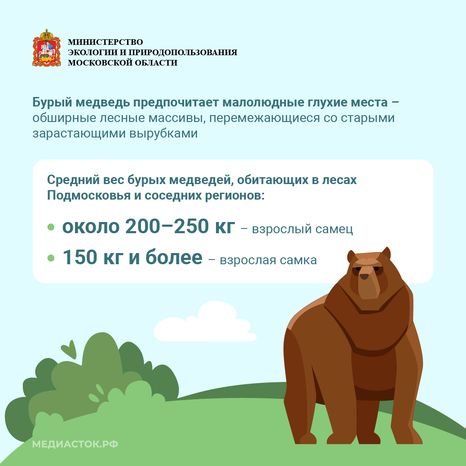 Медведь – сосед, которого нужно знать_квадрат 03