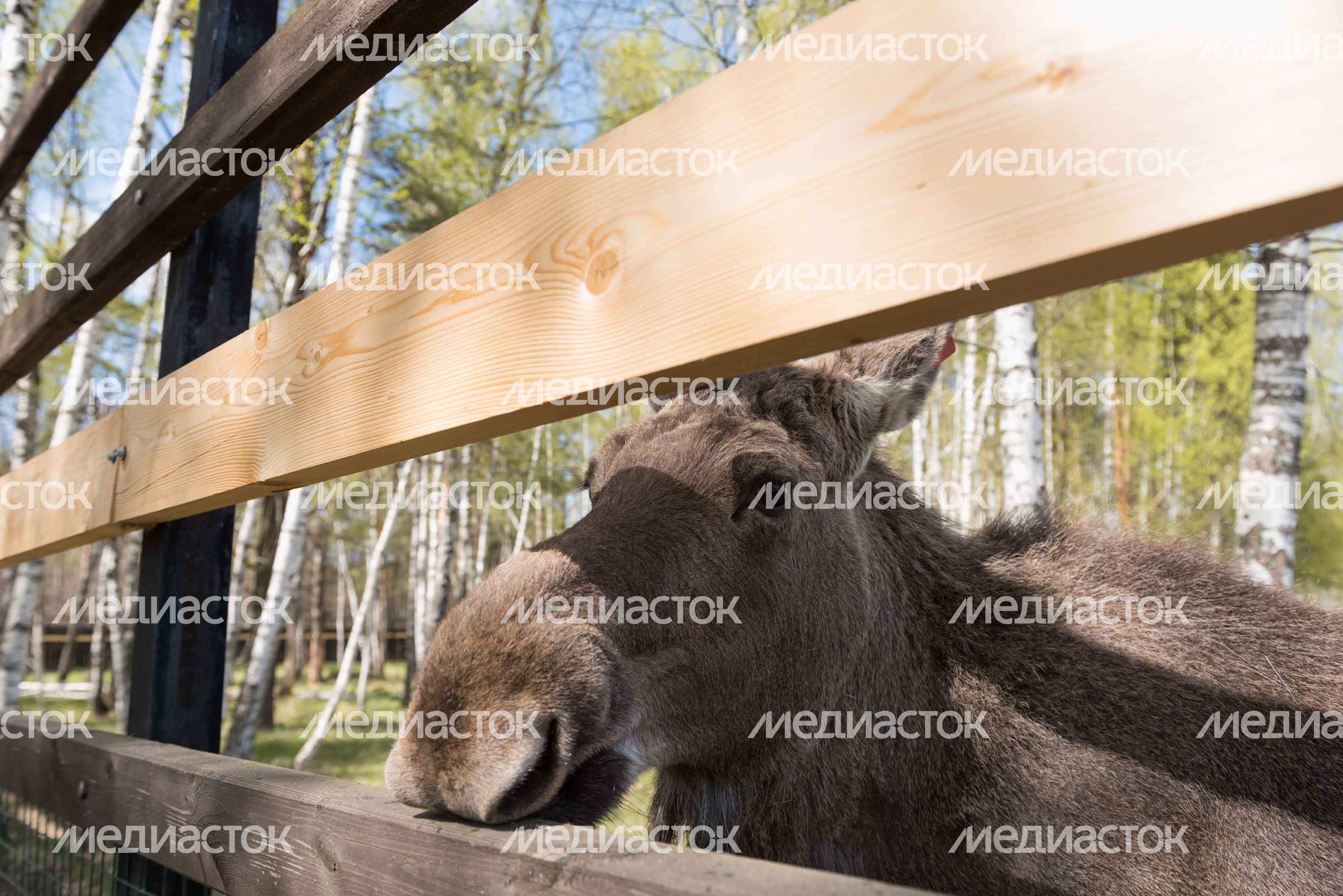 Национальный парк Лосиный остров