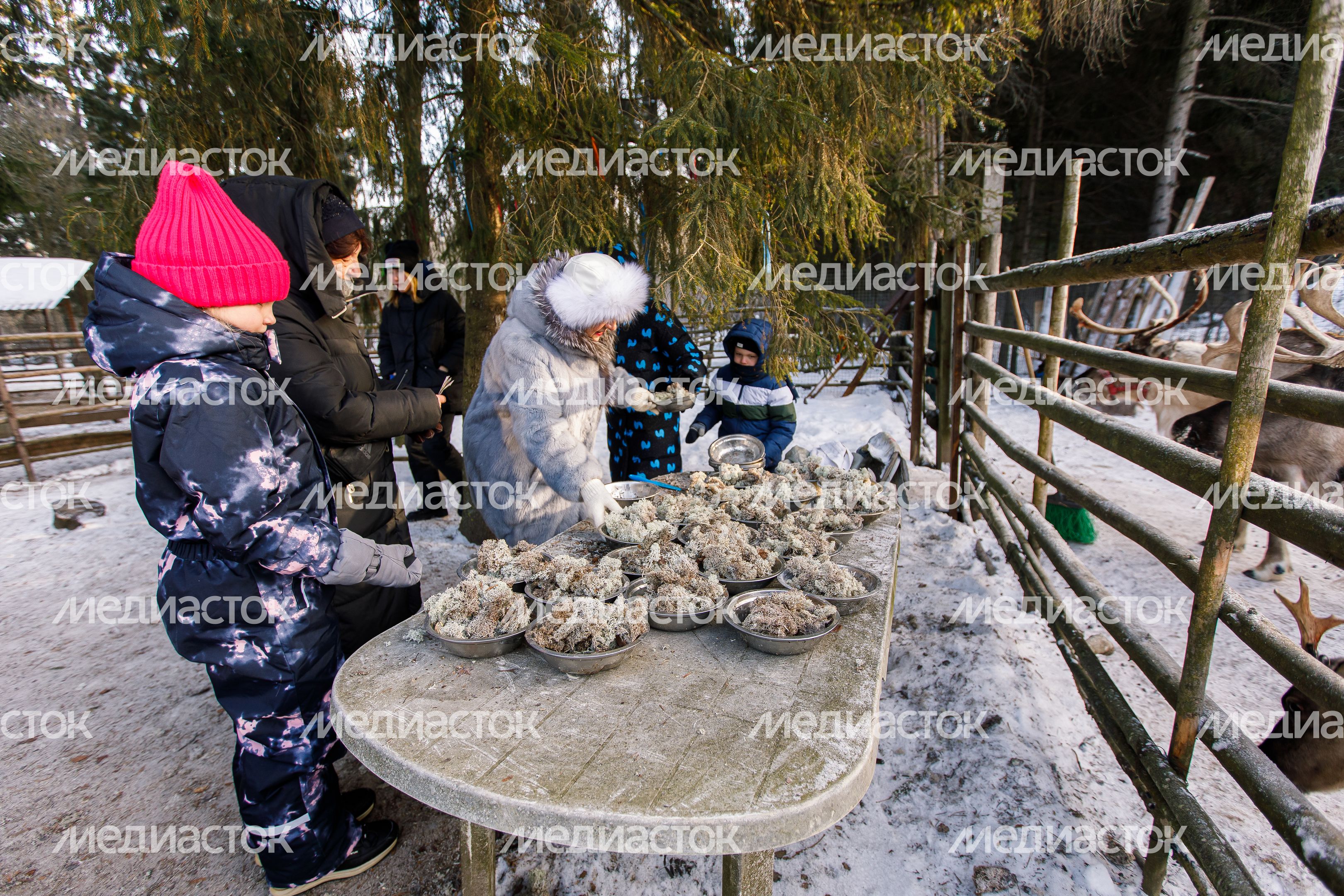 Оленья ферма ZooОleni в Рузском округе