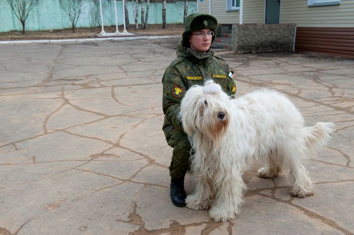 Племенной питомник «Красная Звезда» в Дмитровском районе