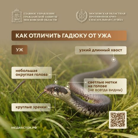 Гадюки квадрат 02