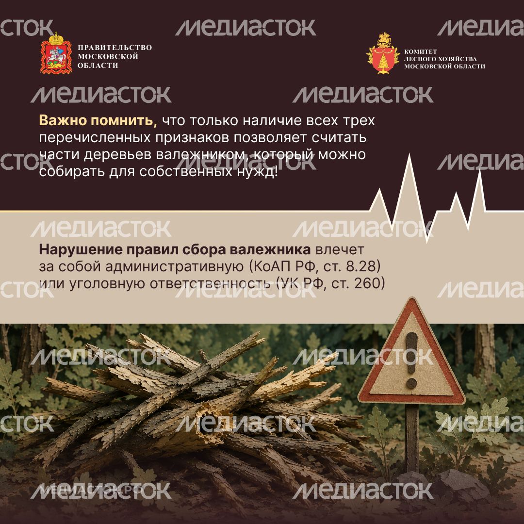 Валежник для собственных нужд квадрат 04 Валежник для собственных нужд квадрат 04