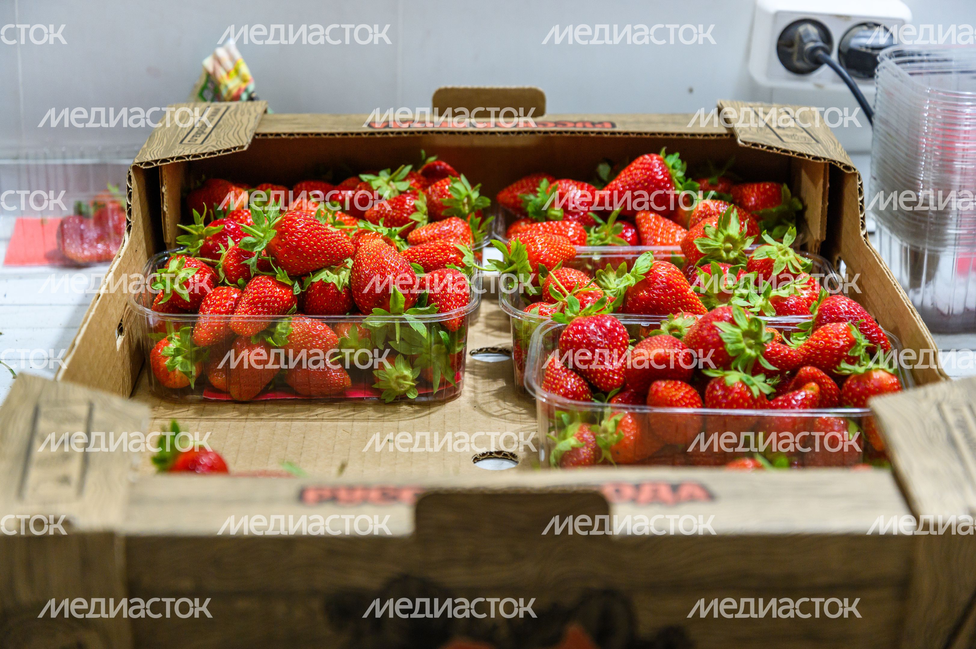 Луховицкая клубника на полях ООО "Русская ягода"