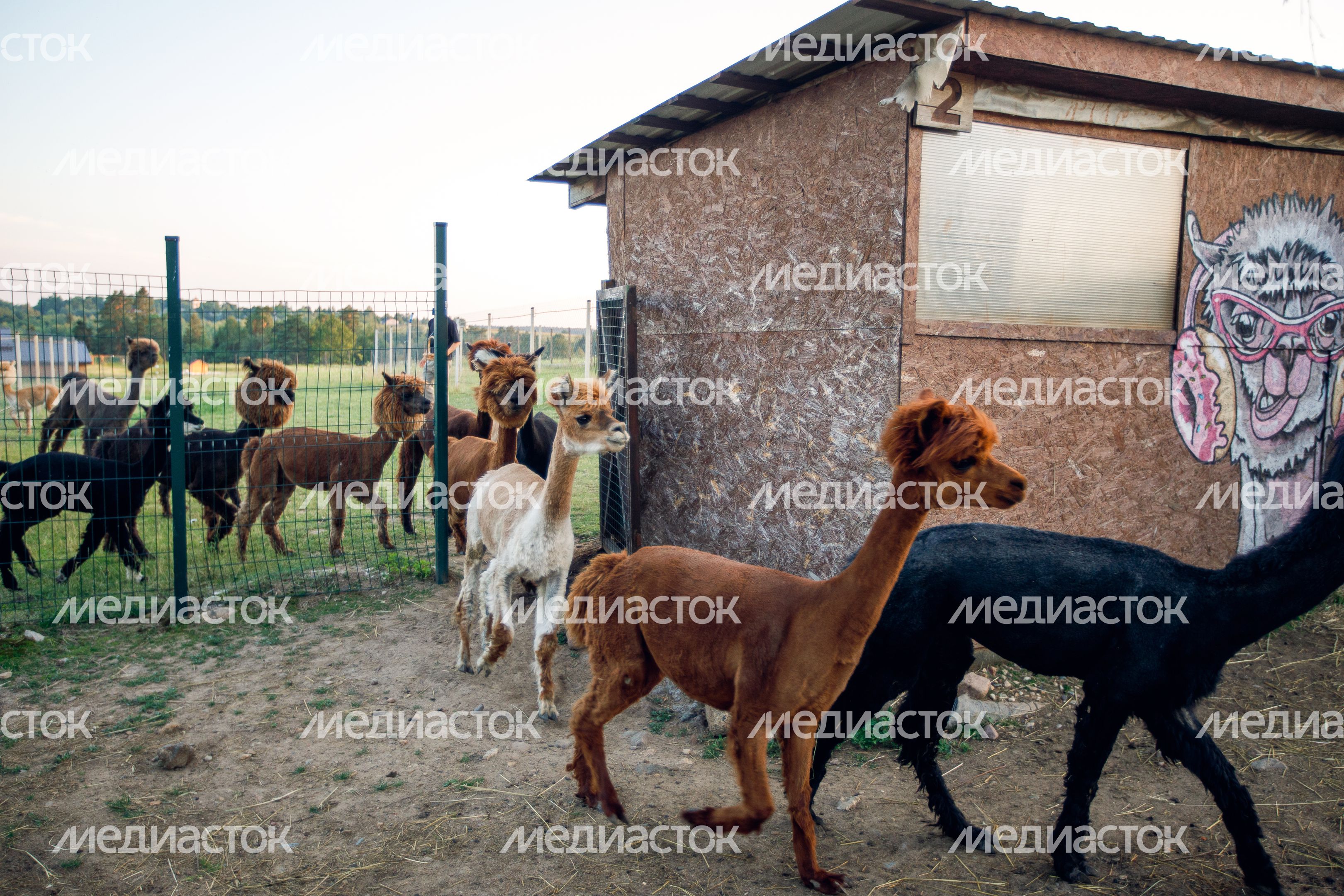 Дмитров. Российские альпаки Дмитров. Российские альпаки