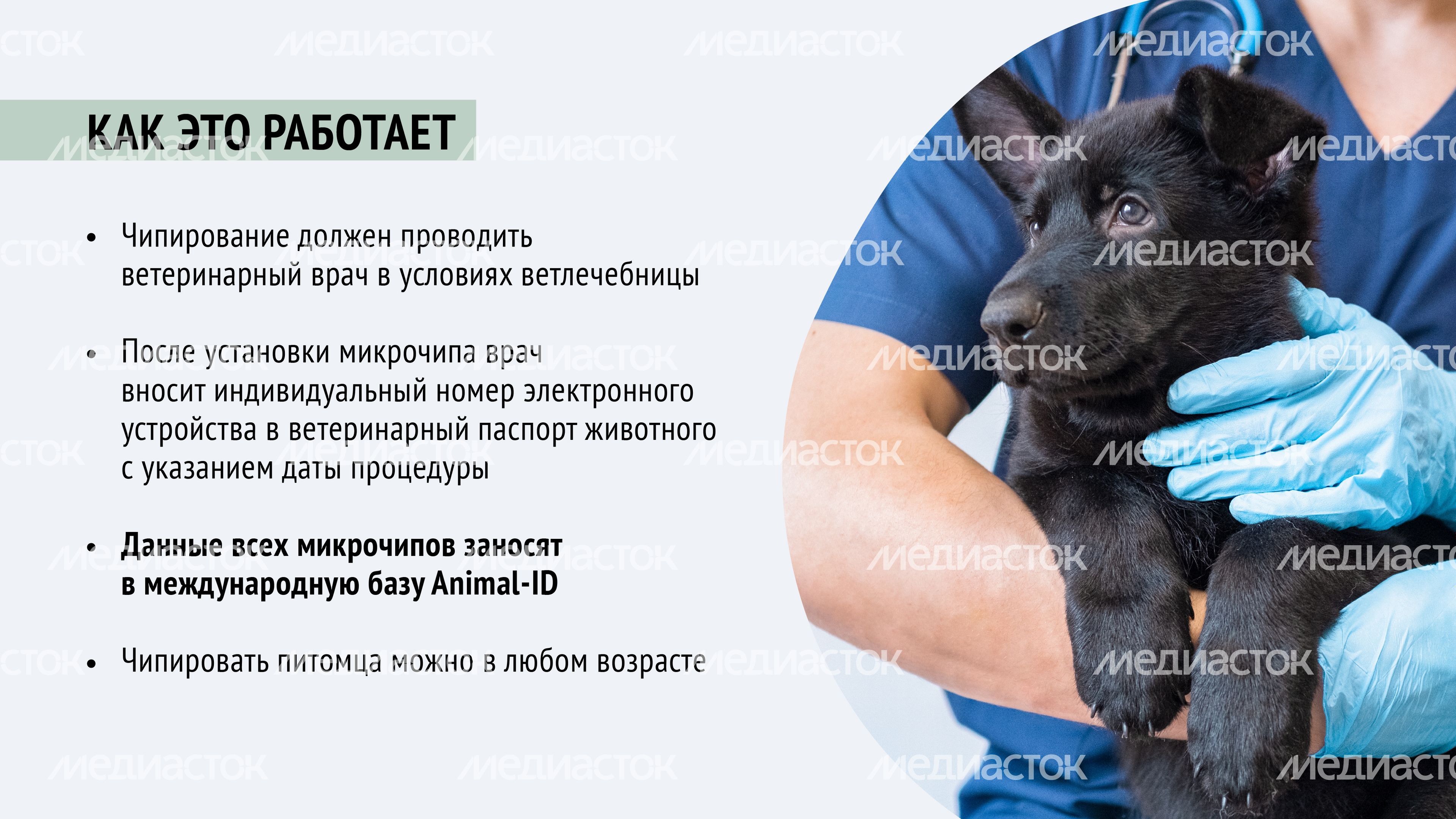 Чипирование-11.jpg