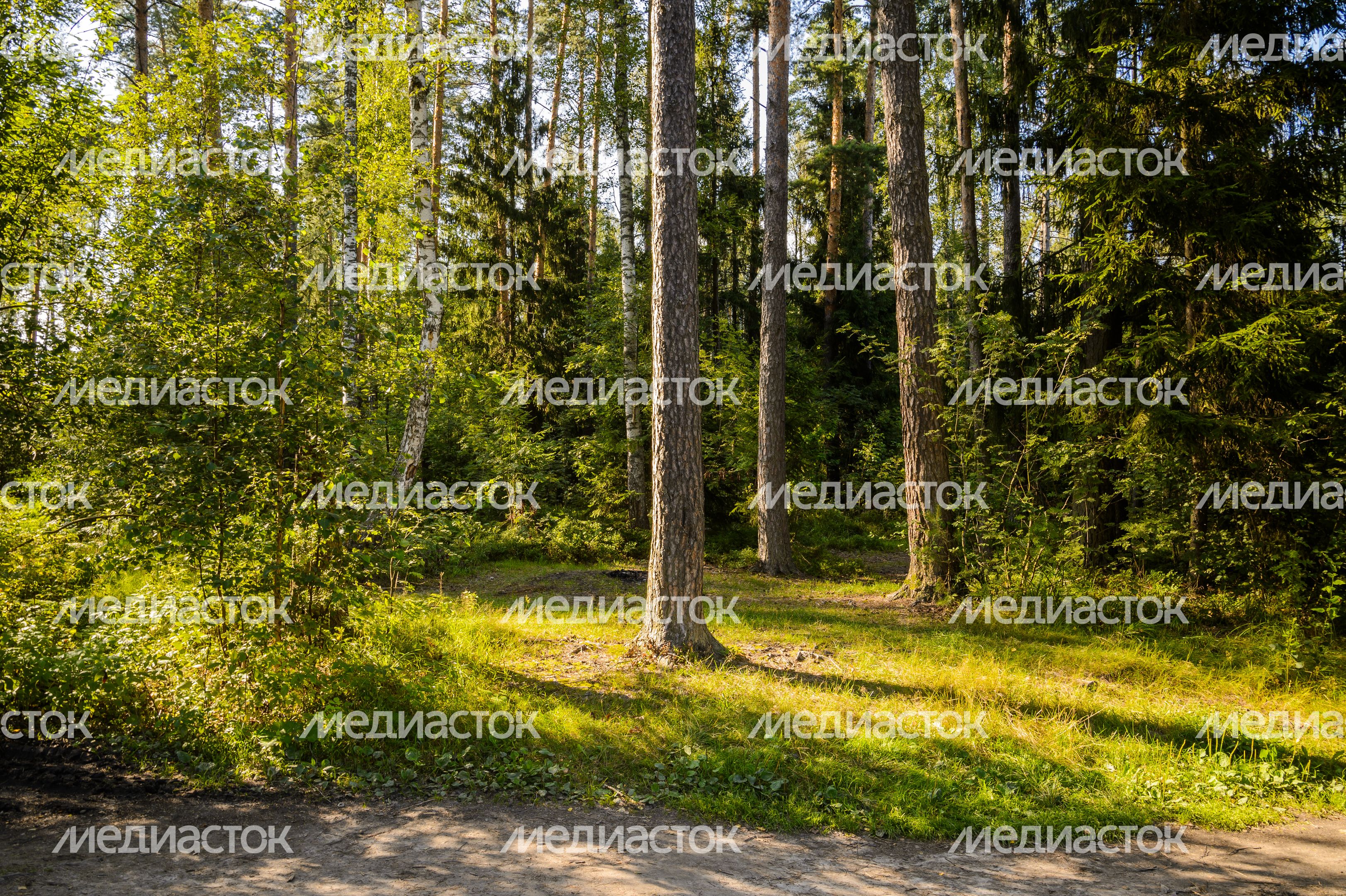 Озеро Северное в Черноголовке