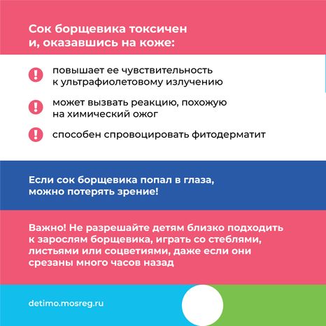 Квадрат_Борщевик Сосновского_03.png