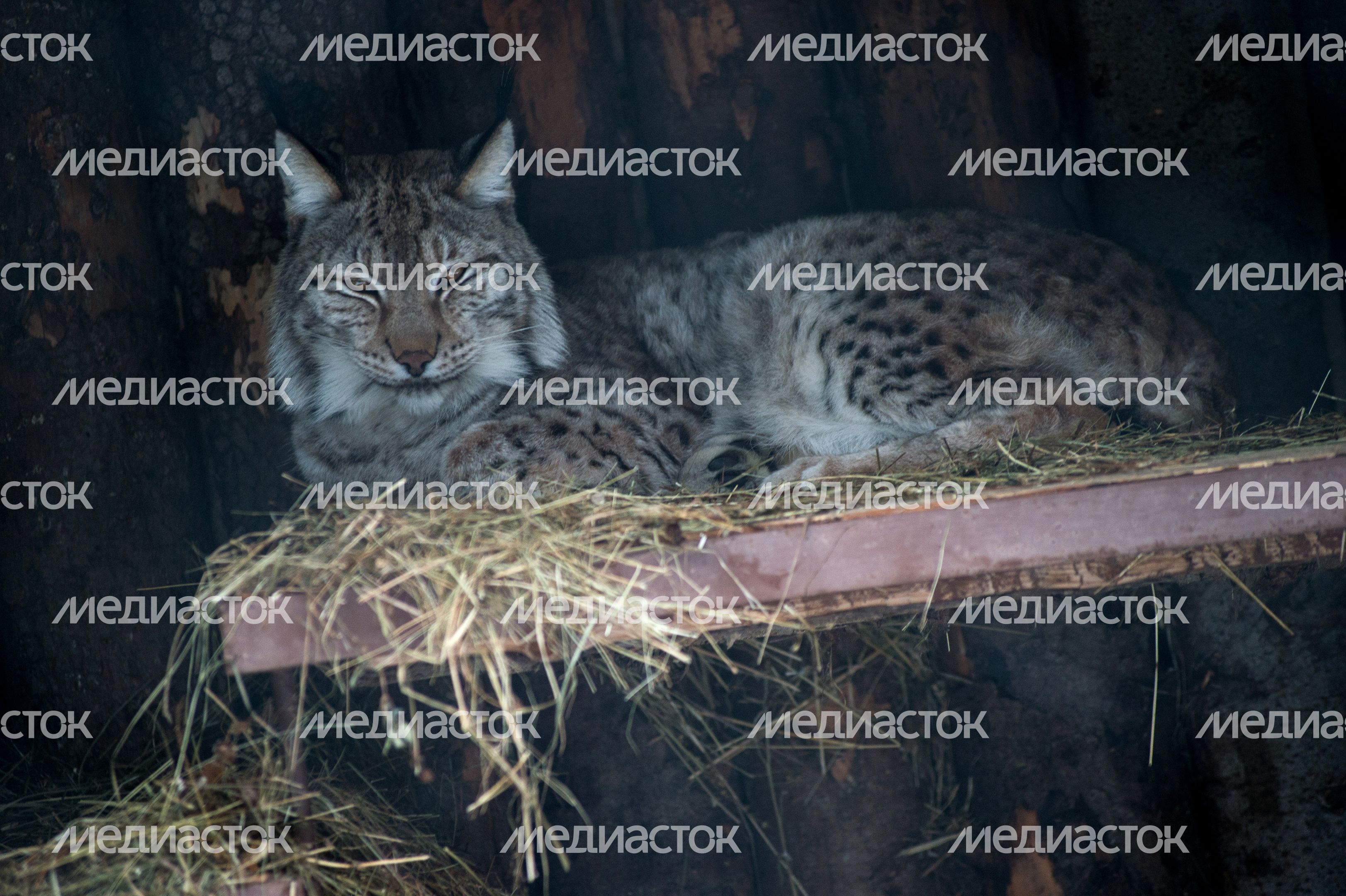 Европейская рысь в Московском зоопарке Европейская рысь в Московском зоопарке