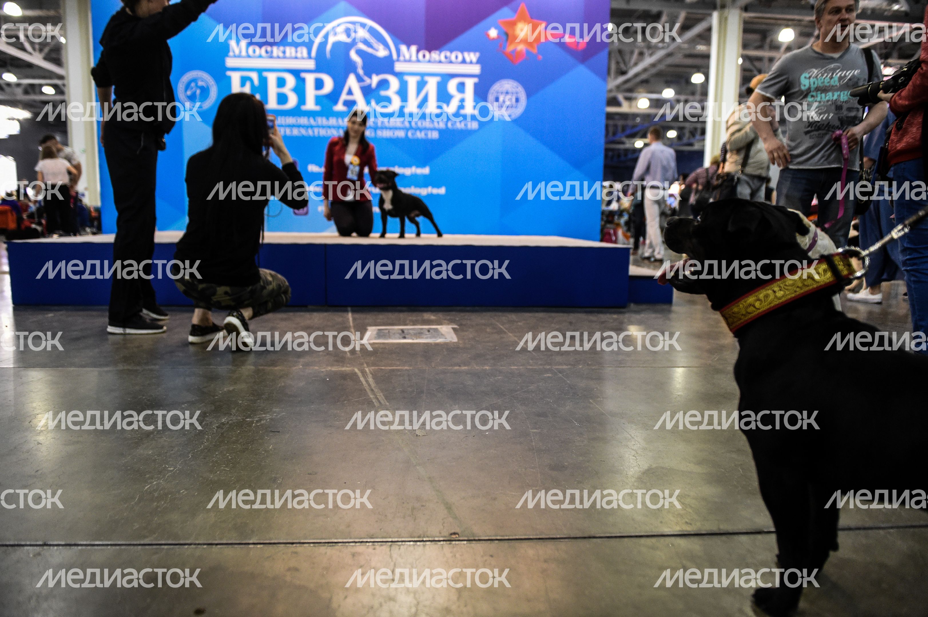 Выставка собак Евразия‑2018 прошла в Подмосковье