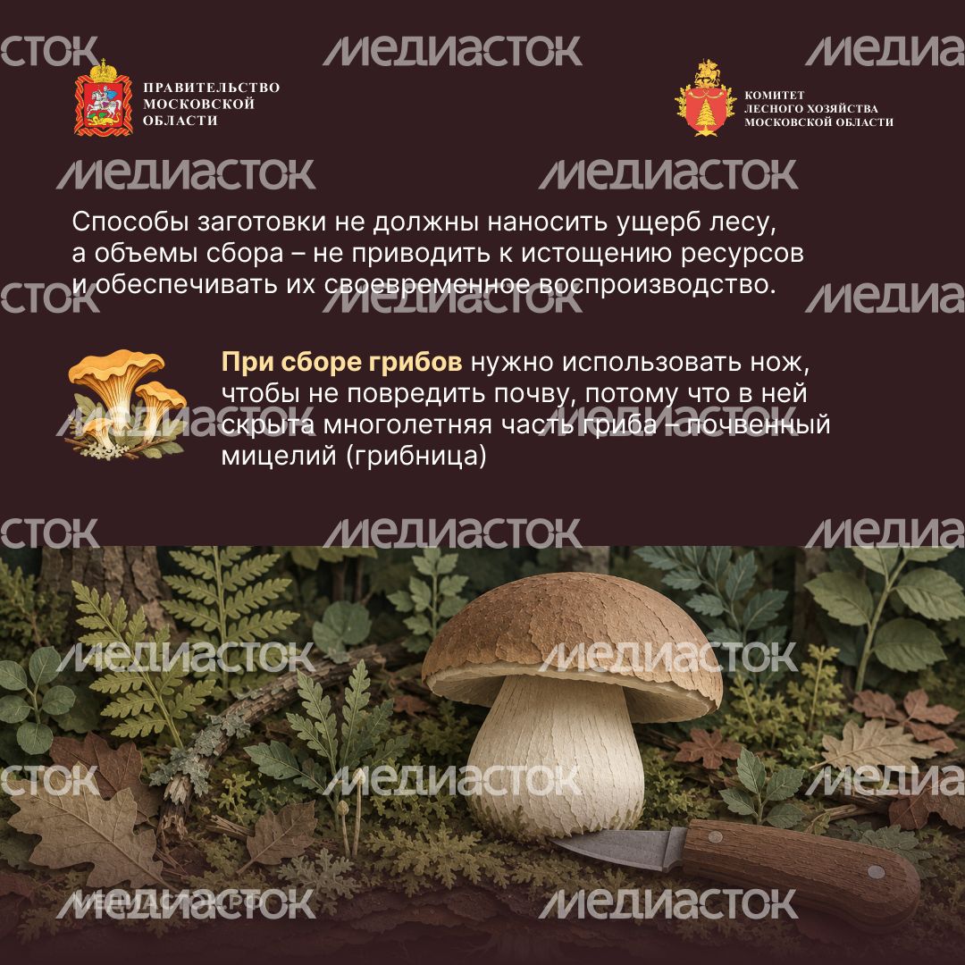 Ягоды, грибы, лекарственные растения квадрат 05