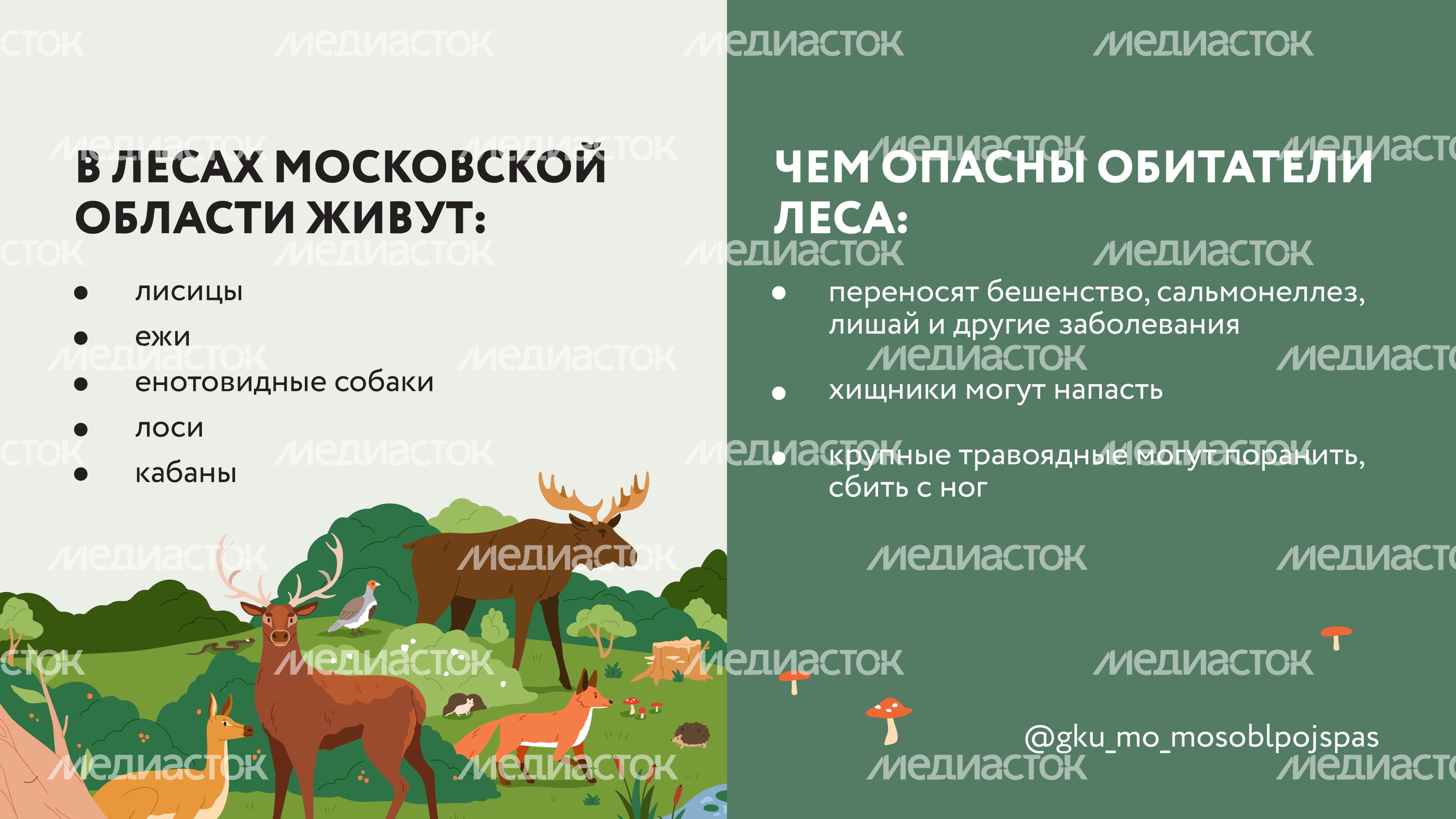 Горизонтали Безопасность в лесу 03.jpg