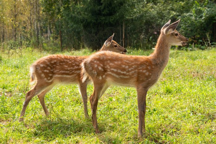 Оленья ферма ZooОleni в Рузском округе летом