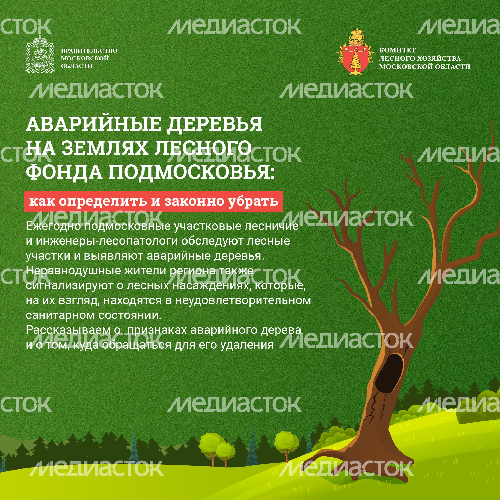 Квадрат_ аварийные деревья_01-100.jpg