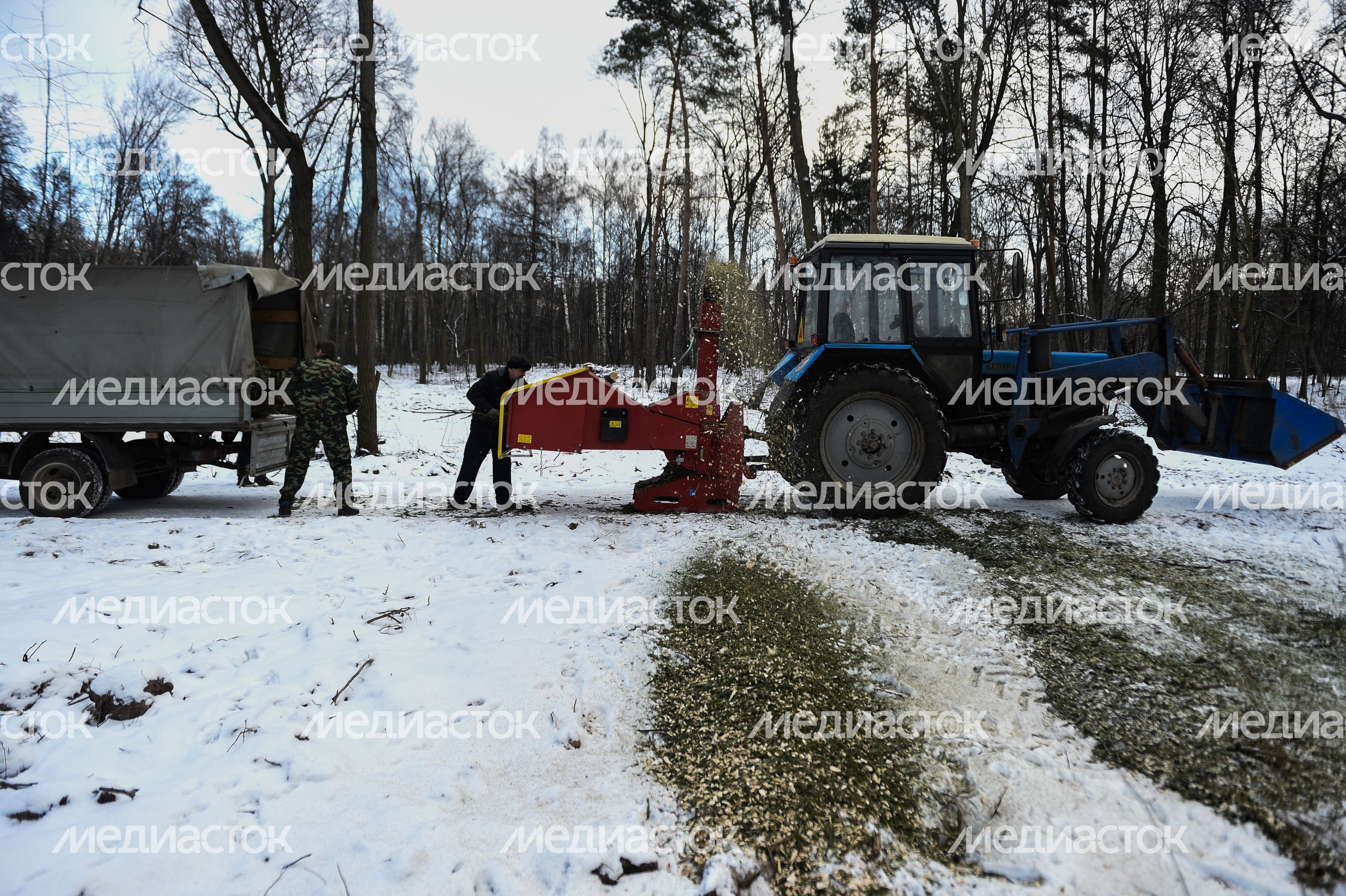Утилизация елок после Нового года в Москве