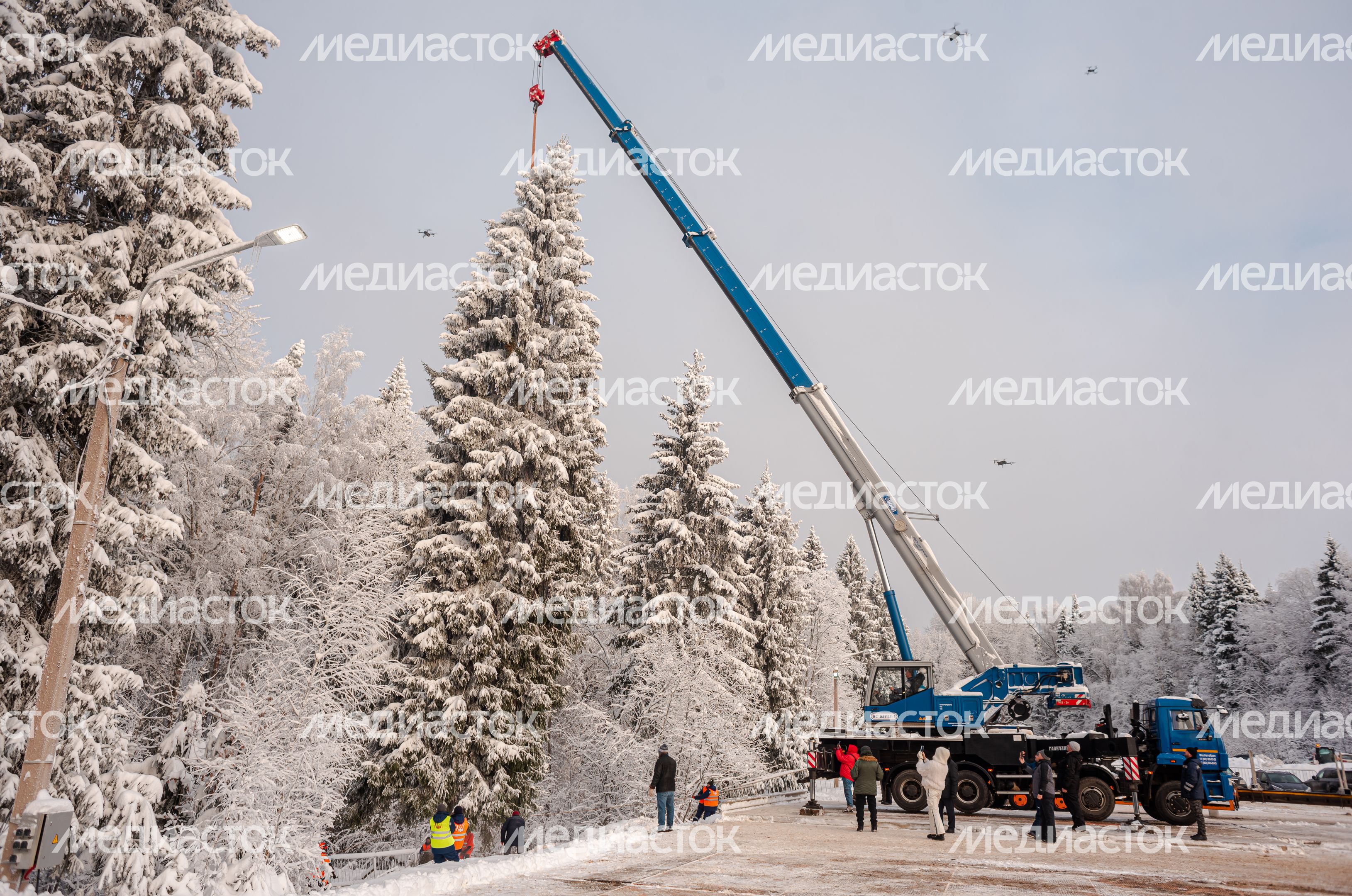 Рубка главной новогодней елки страны