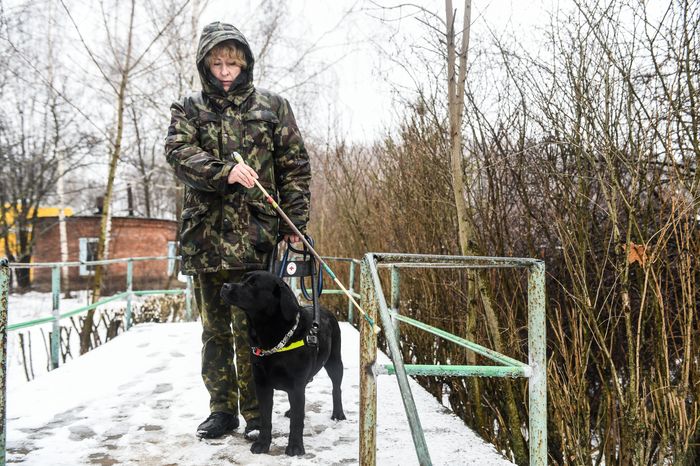 Школа собак‑проводников в Подмосковье