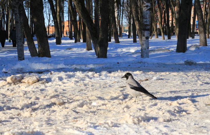 Ворона в Сергиевом Посаде