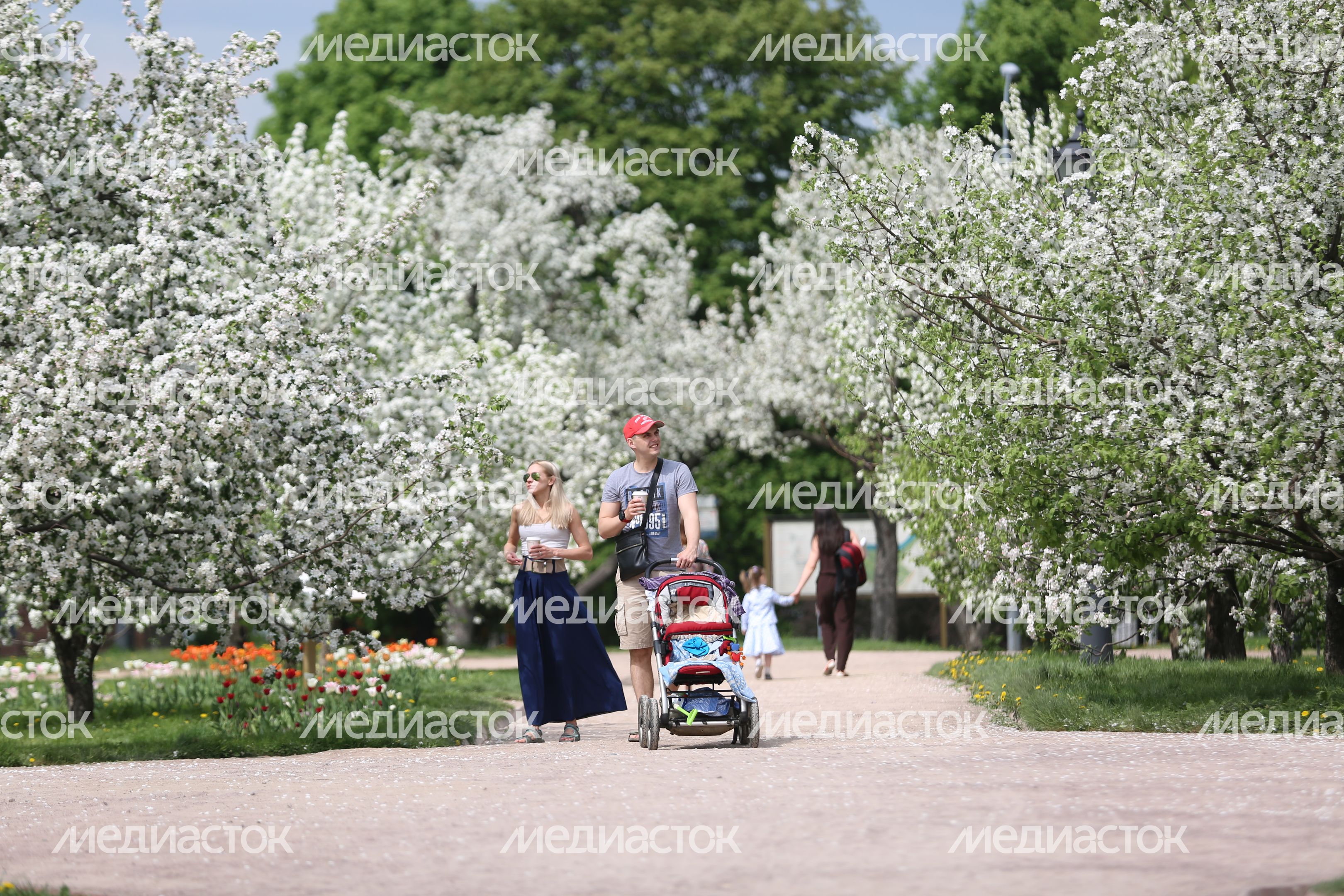 Цветение яблони в музее-заповеднике «Коломенское» в Москве