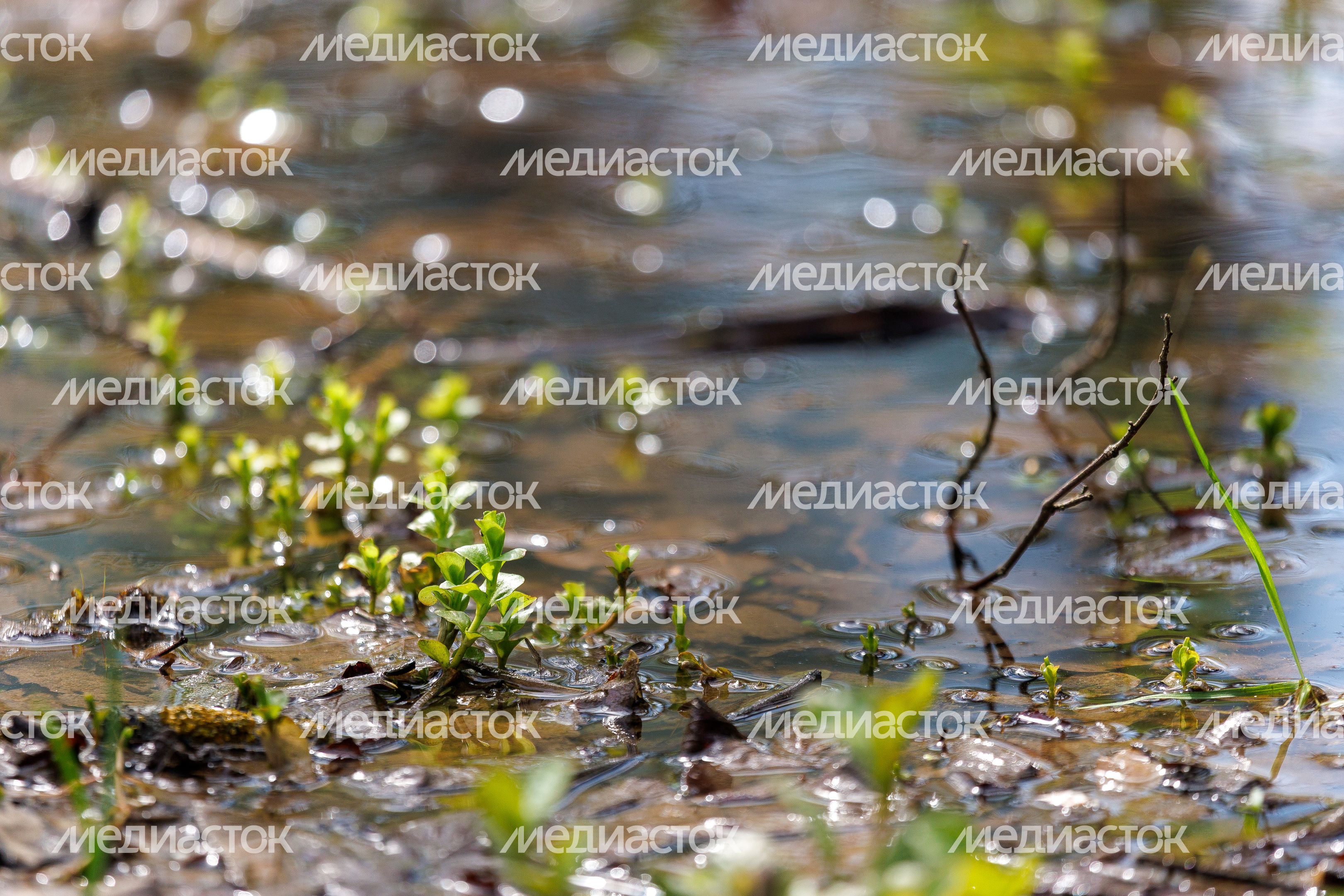 Фрязинский лесопарк весной Фрязинский лесопарк весной