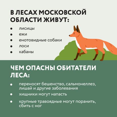 Квадрат Безопасность в лесу 03.jpg