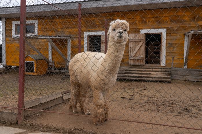 Зоопарк «Zooландия» в деревне Крючково округа Истра