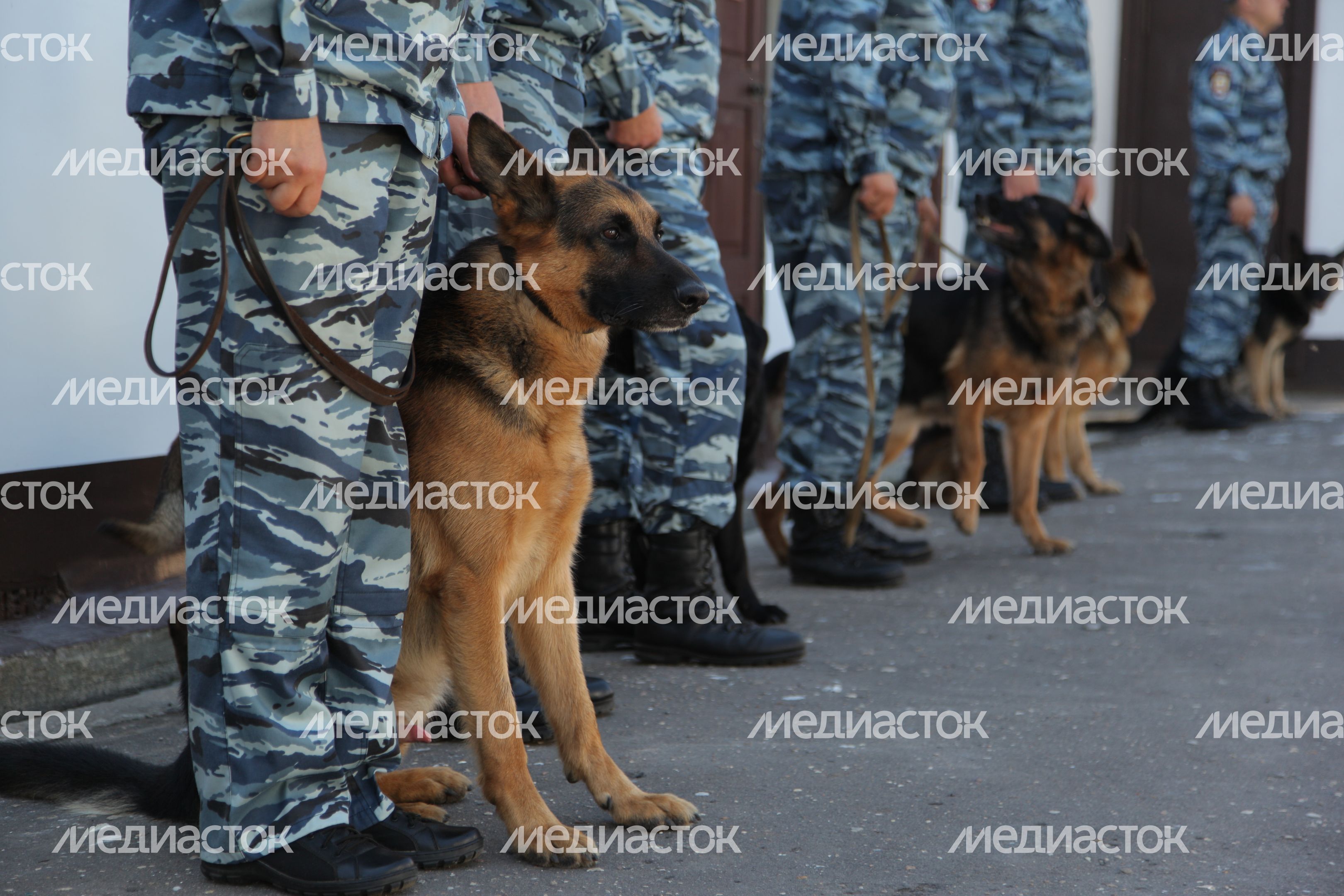 Центр кинологической службы в Дубне
