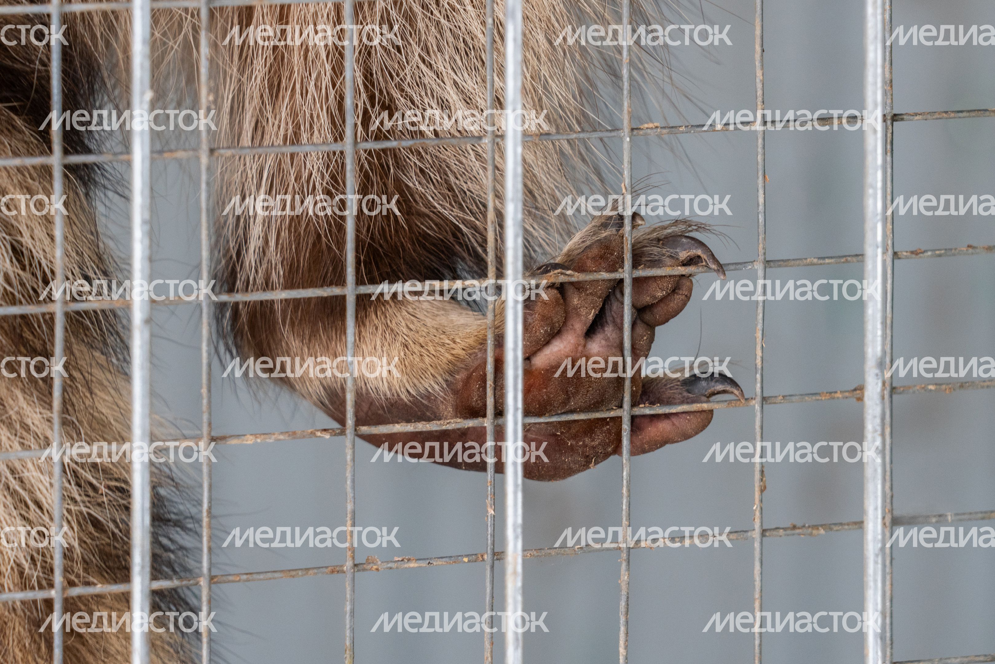 Енот в вольере фермы «Страусленд» в деревне Селявино Дмитровского округа Енот в вольере фермы «Страусленд» в деревне Селявино Дмитровского округа