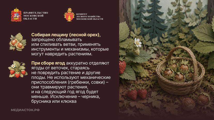 Ягоды, грибы, лекарственные растения горизонталь 06