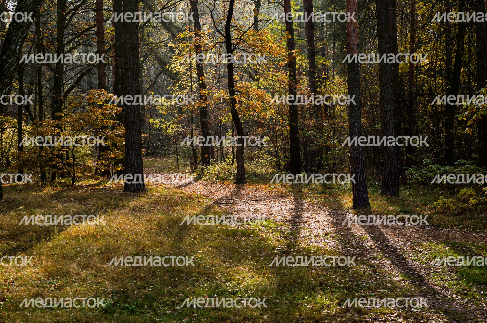 Осенние виды Томилинского лесопарка