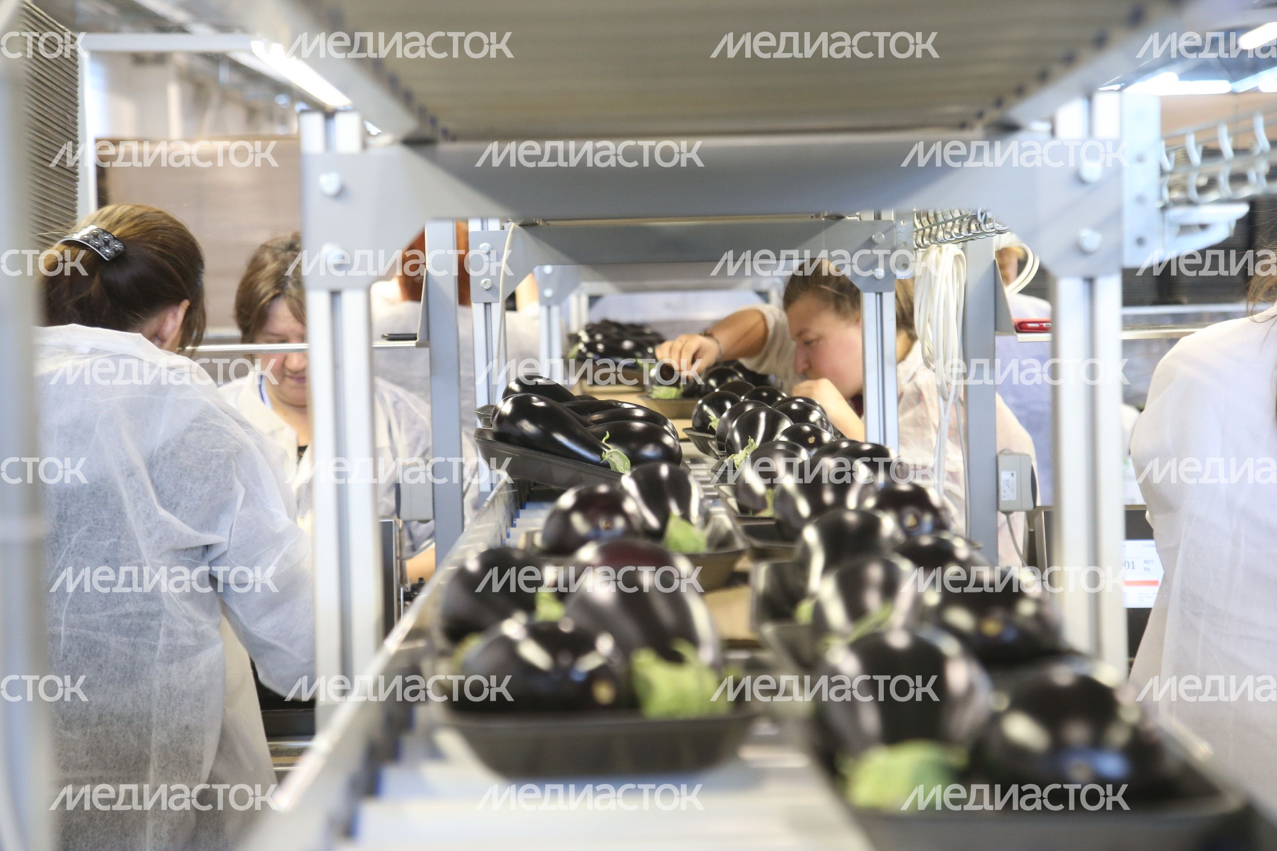 Рабочий визит губернатора Подмосковья и министра сельского хозяйства РФ тепличный комплекс «Агрокультура Групп Рабочий визит губернатора Подмосковья и министра сельского хозяйства РФ тепличный комплекс «Агрокультура Групп