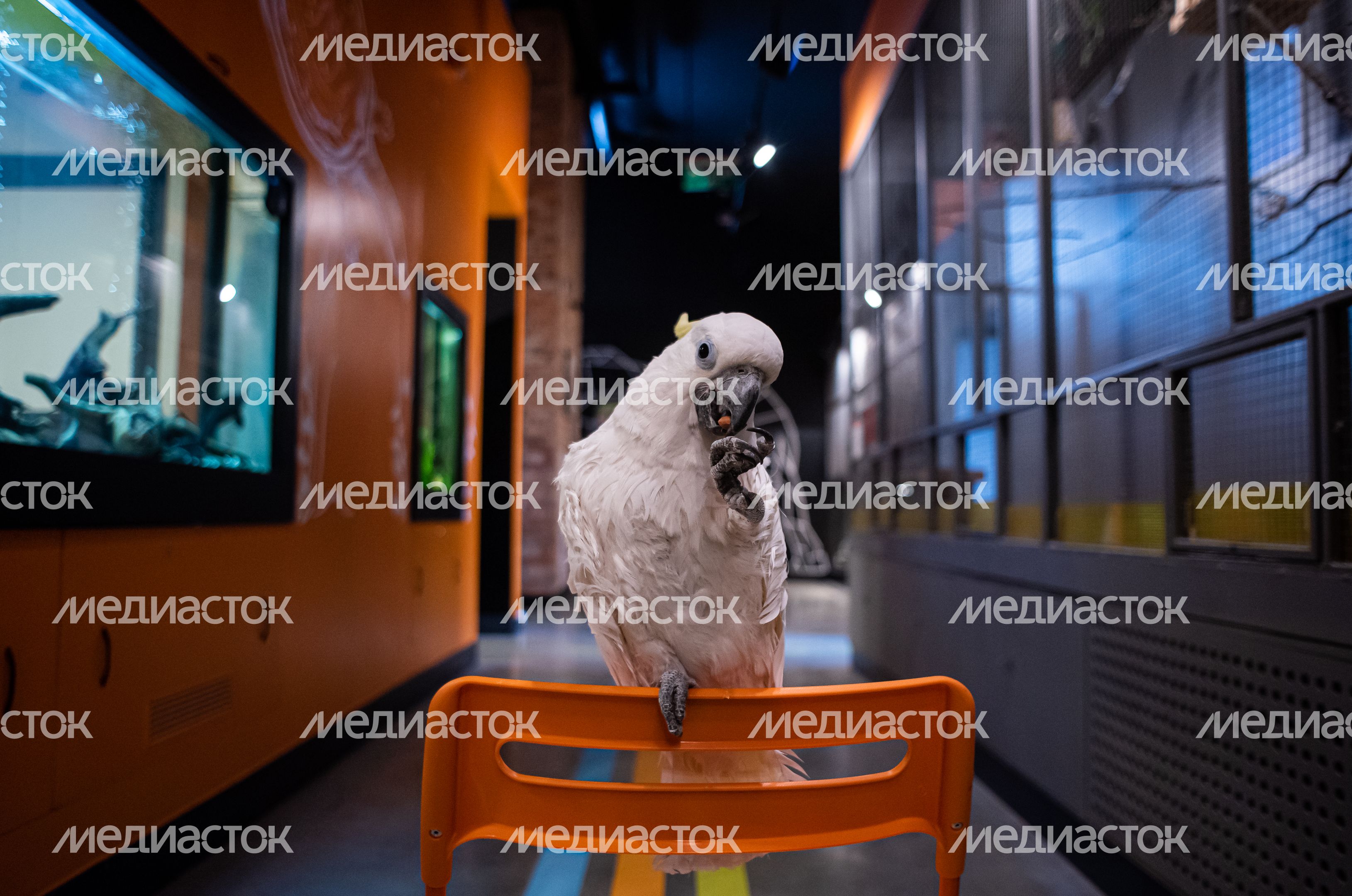 Зимний Конноспортивный комплекс «Дивный»