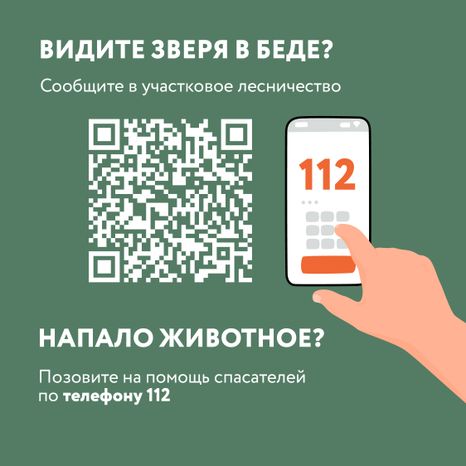 Квадрат Безопасность в лесу 08.jpg