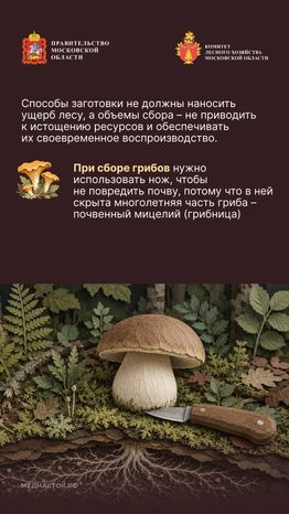 Ягоды, грибы, лекарственные растения вертикаль 05
