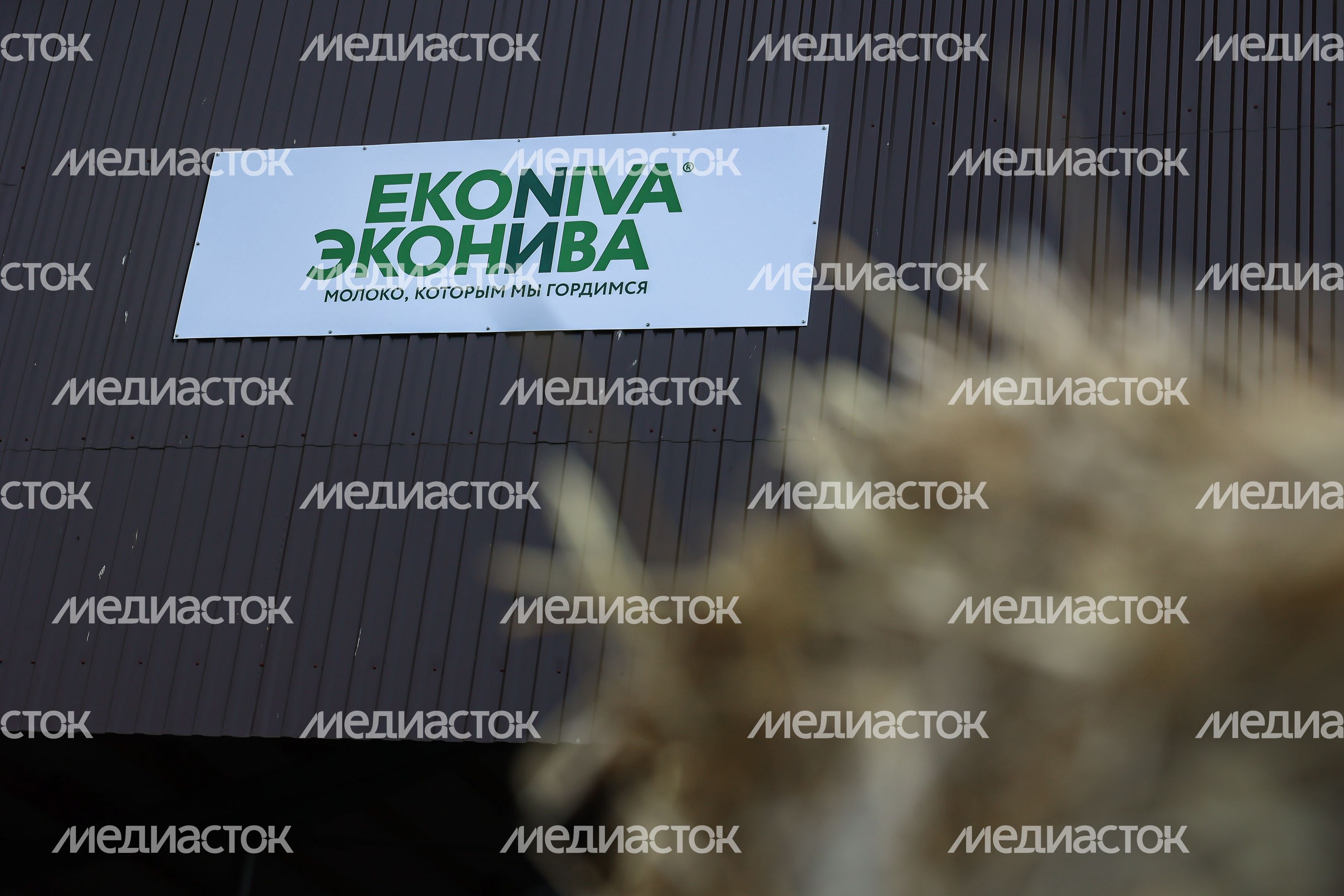 Открытие животноводческего комплекса «Бортниково» в Ступино Губернатором Подмосковья