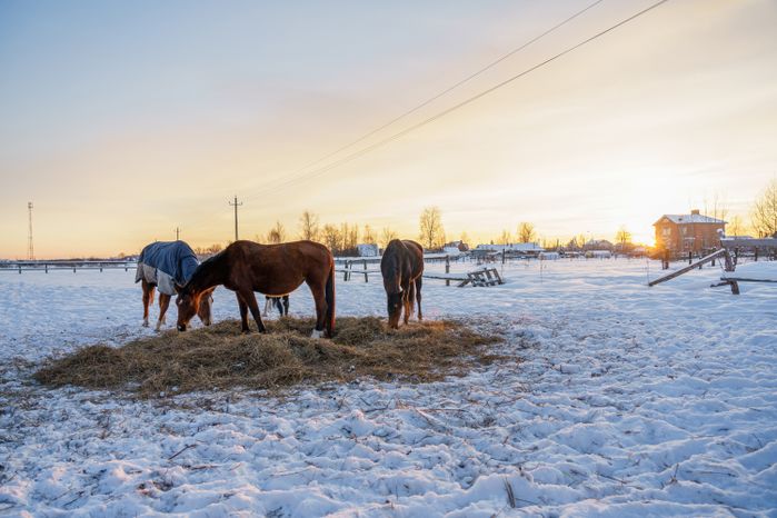 Племенная коневодческая ферма «Лэдис» в Ликино-Дулево