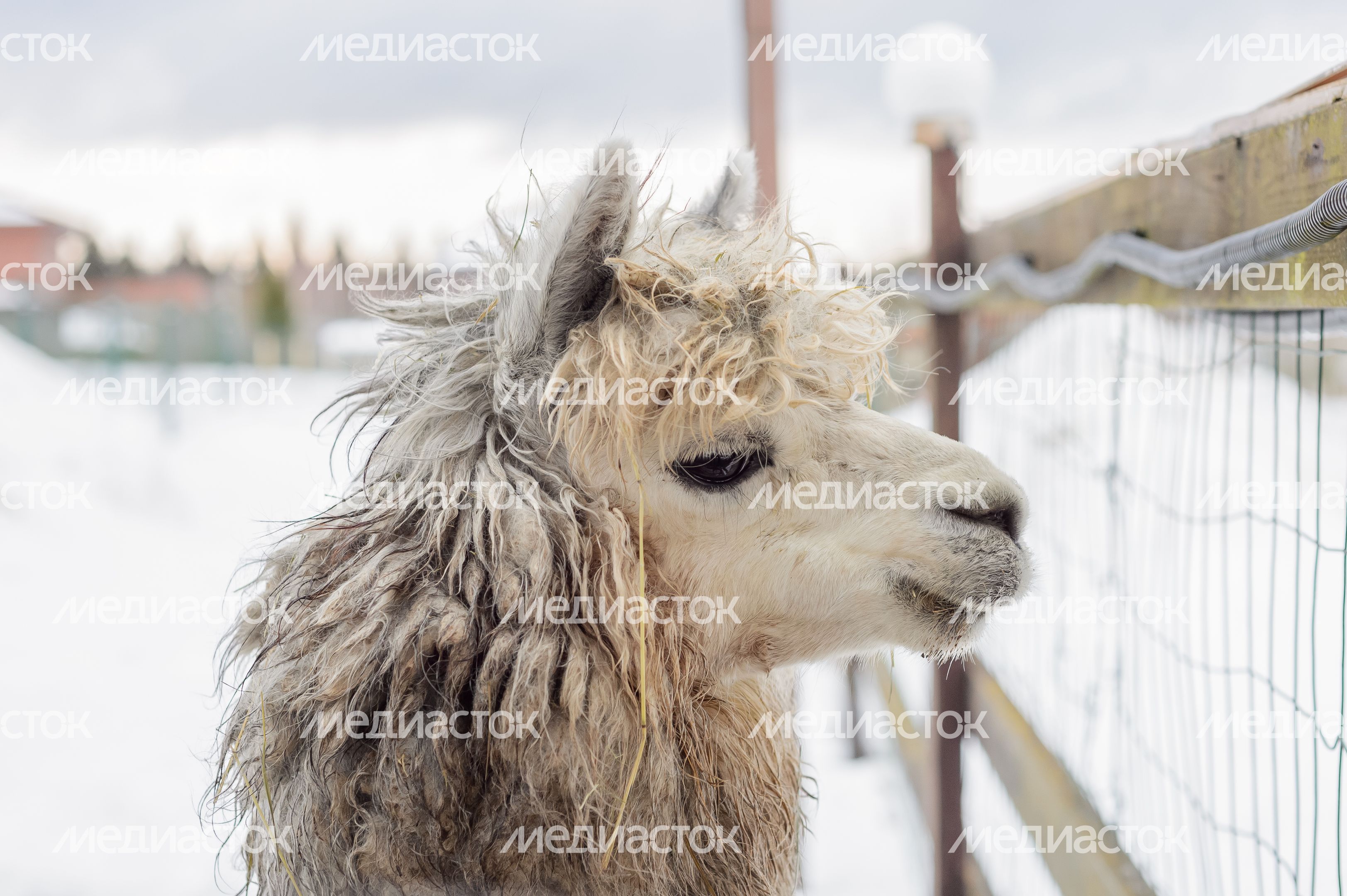 Дмитров. Экоферма «Российские альпаки»