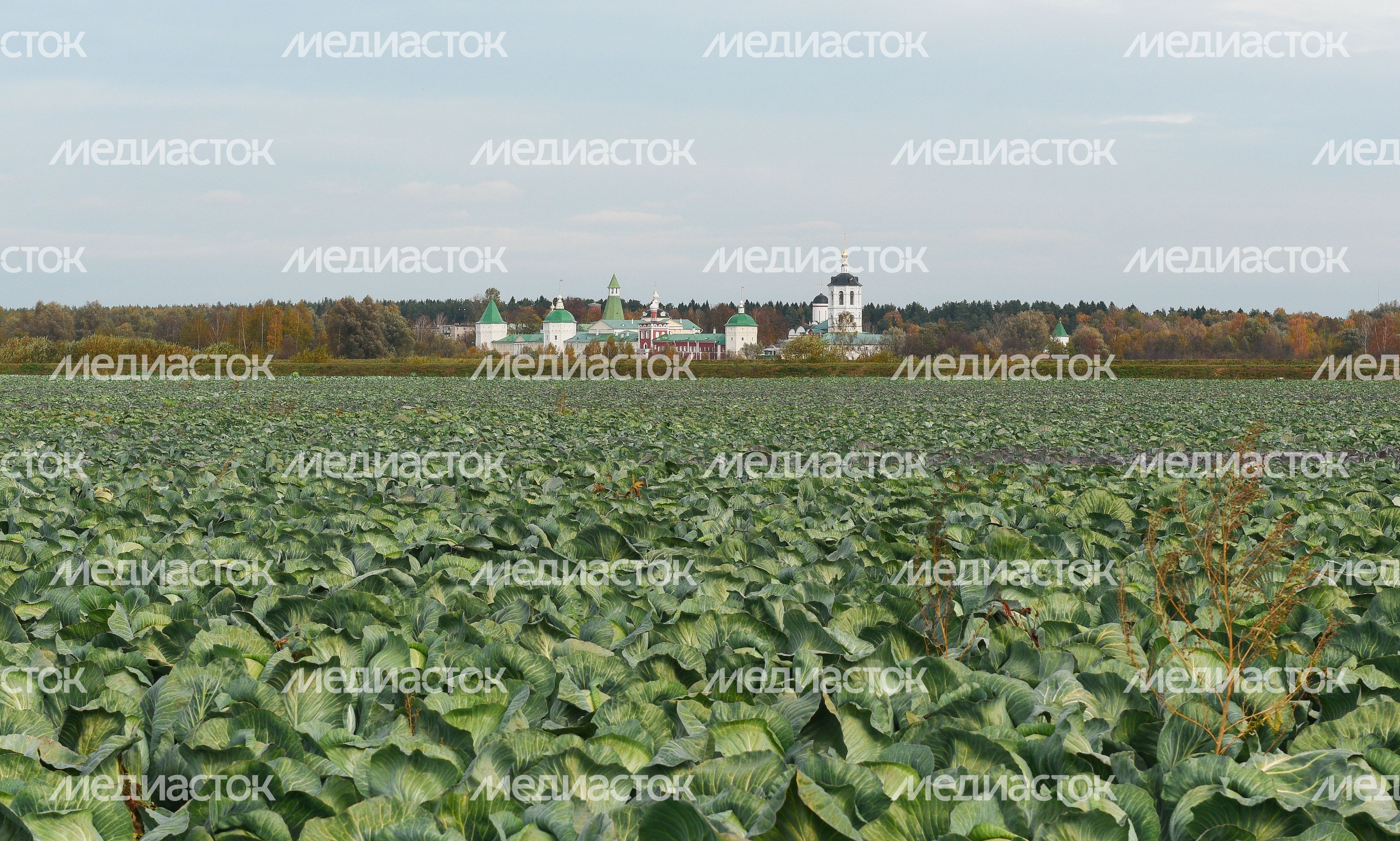 Сбор урожая капусты в Подмосковье